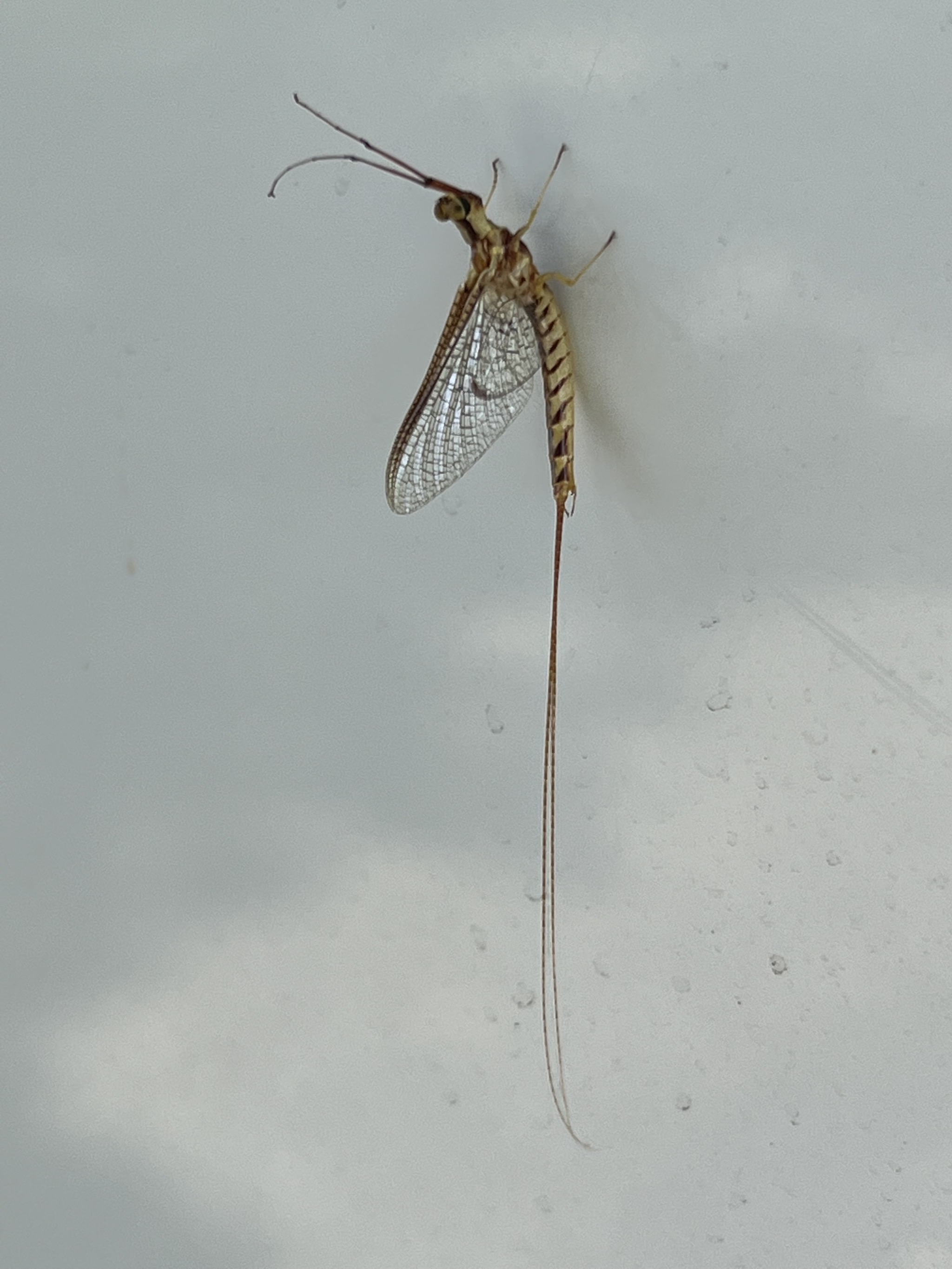 Bug