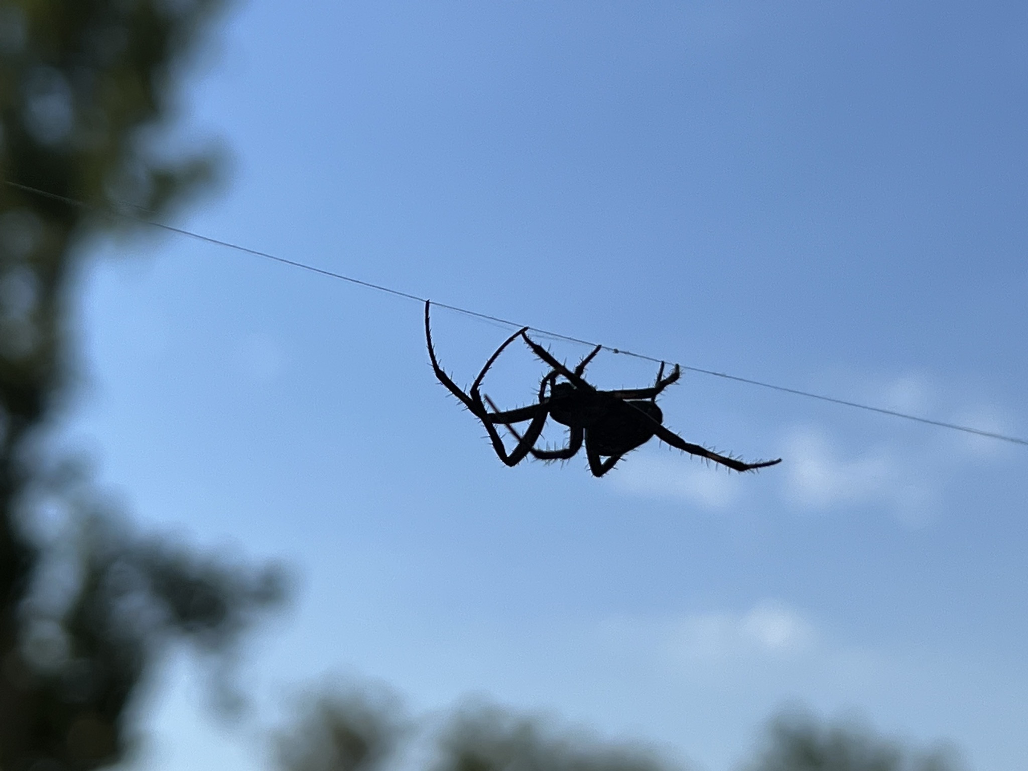 Spider