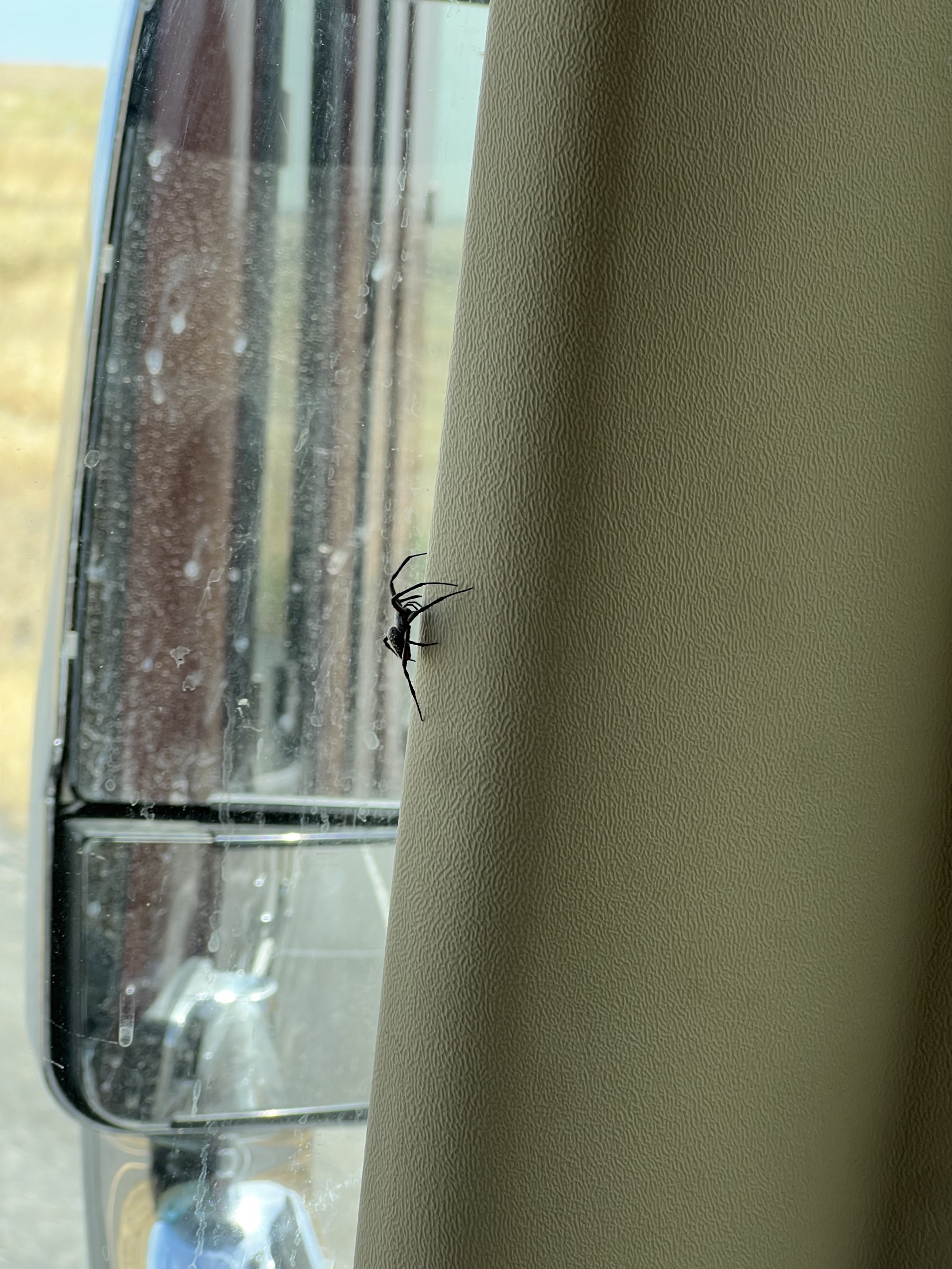 Spider