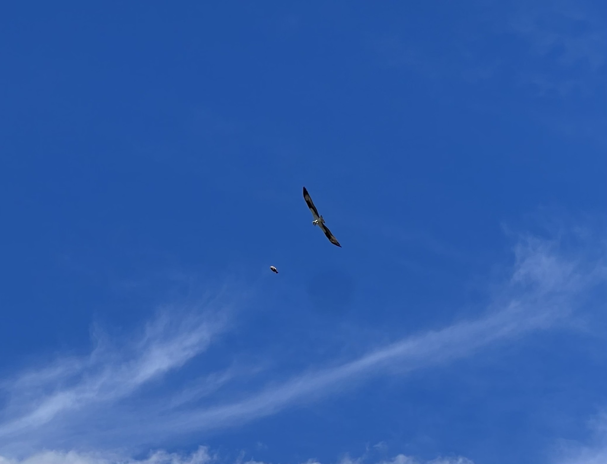 Bird and fish