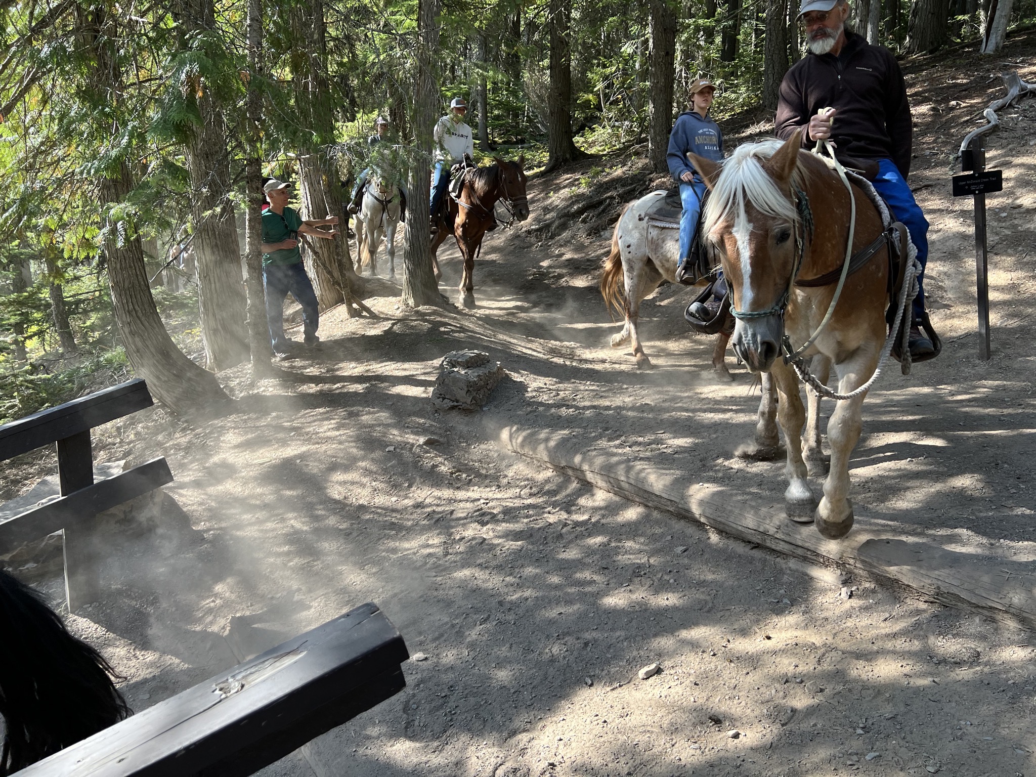 Horses