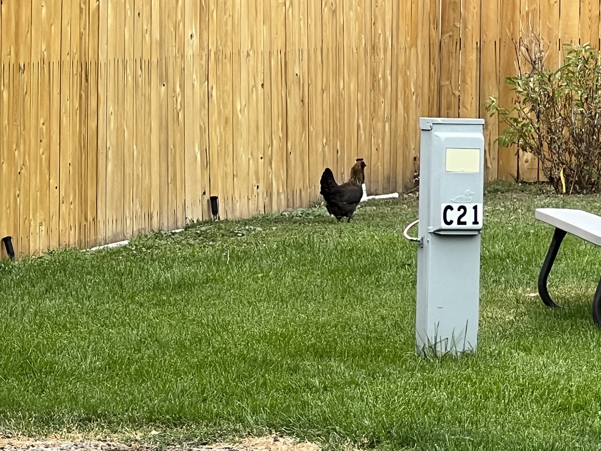 Chicken