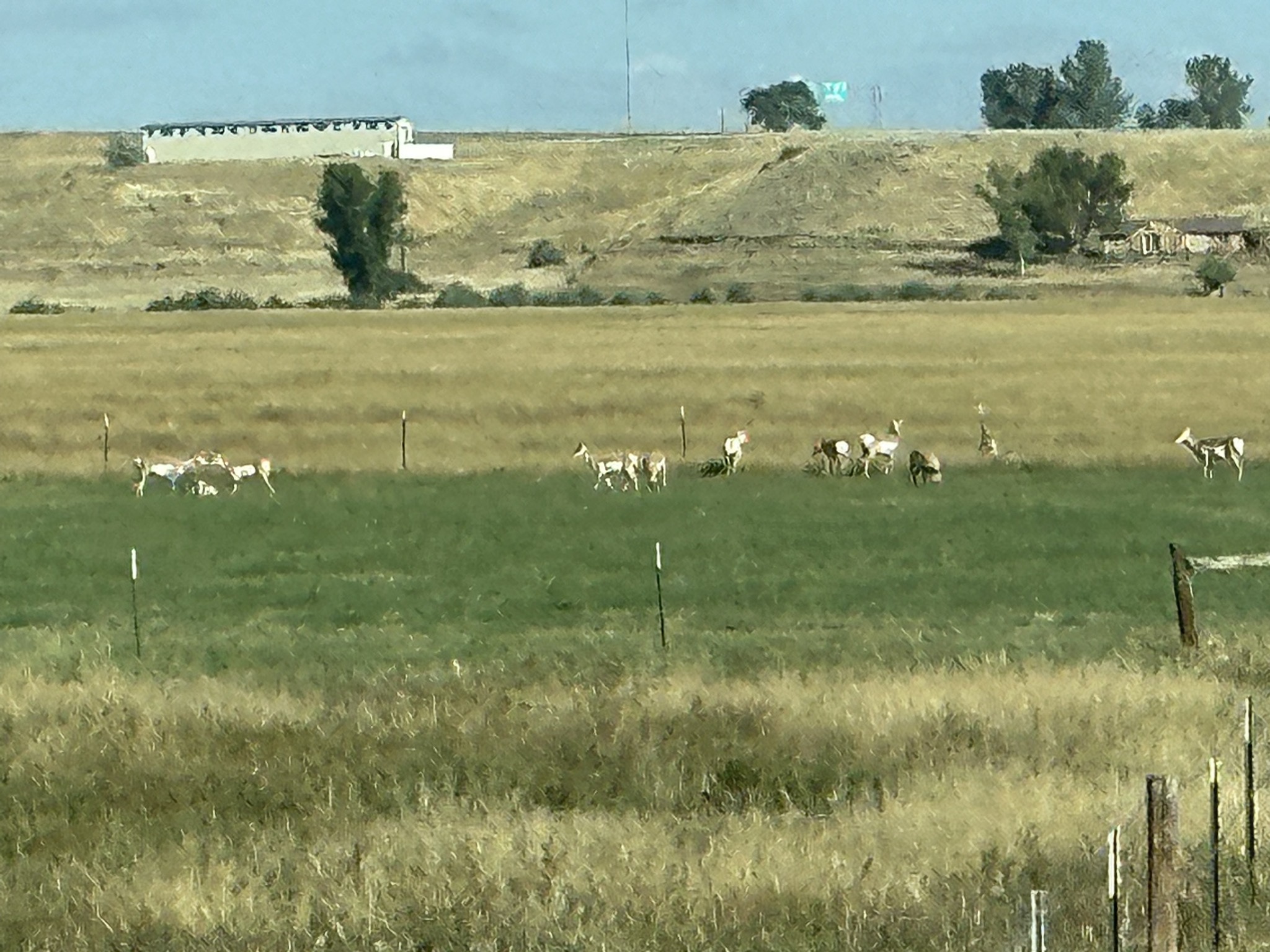 Wild pronghorn antelope