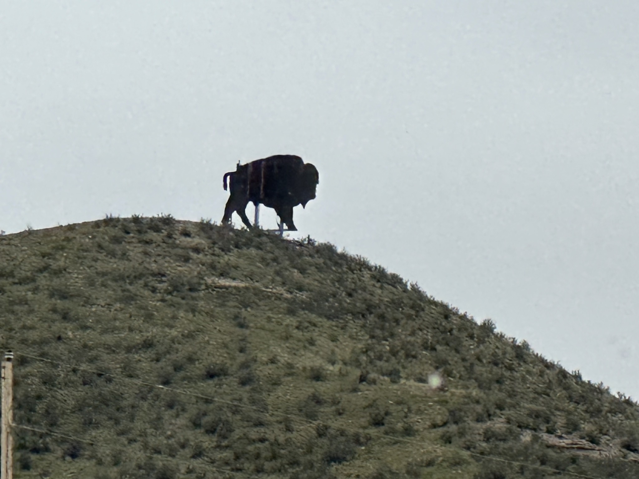 Buffalo artwork