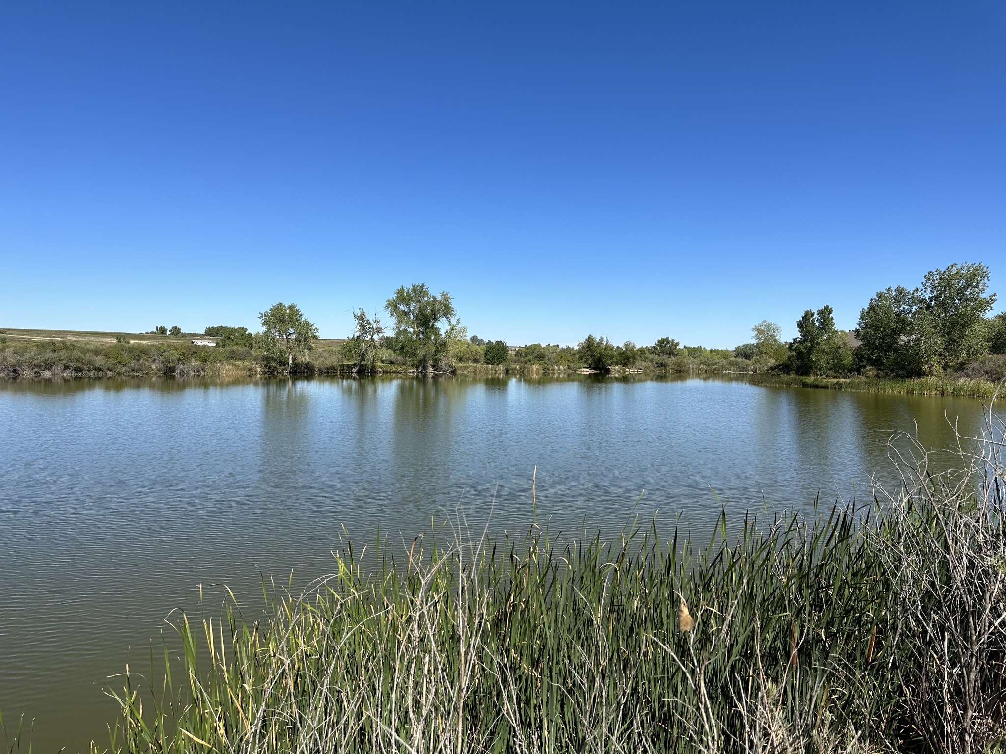 Pond