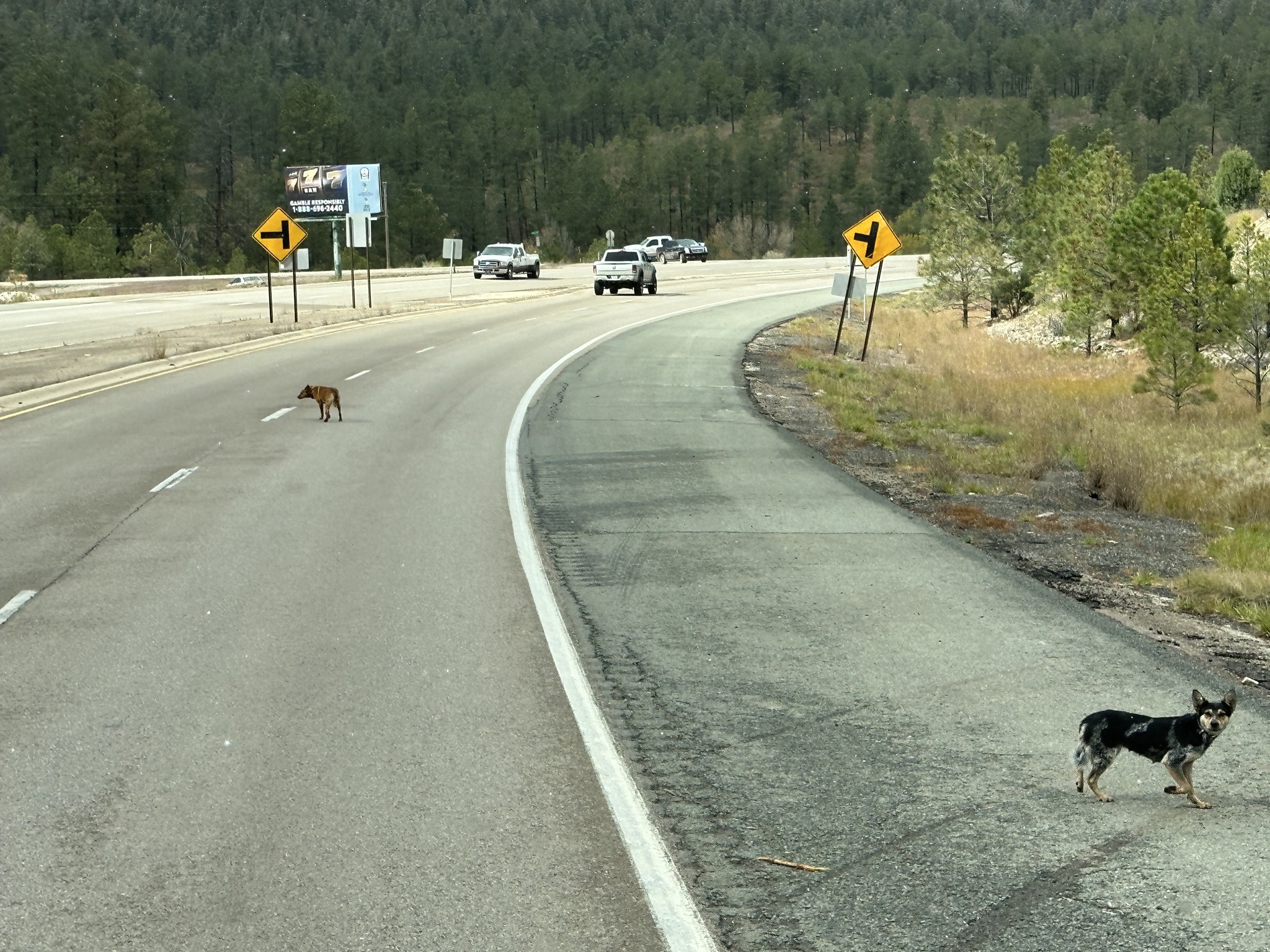 Dogs on the road