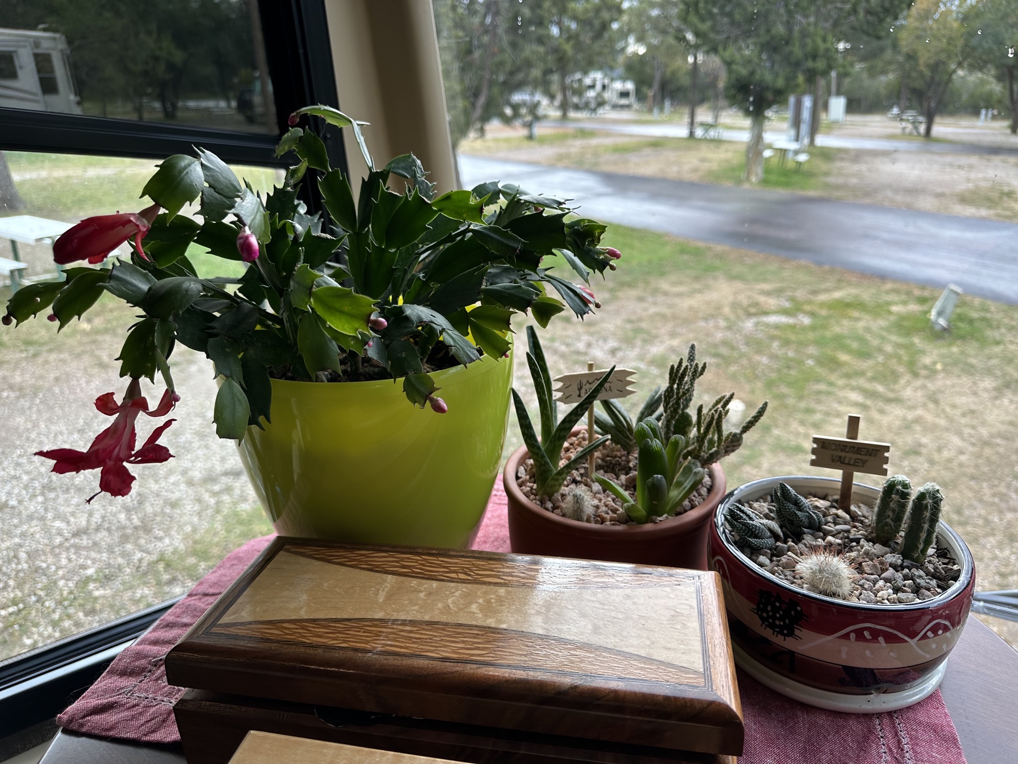 Christmas cactus