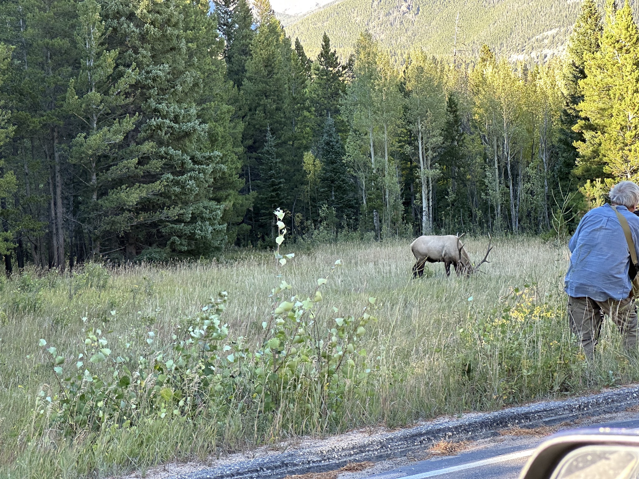 Elk