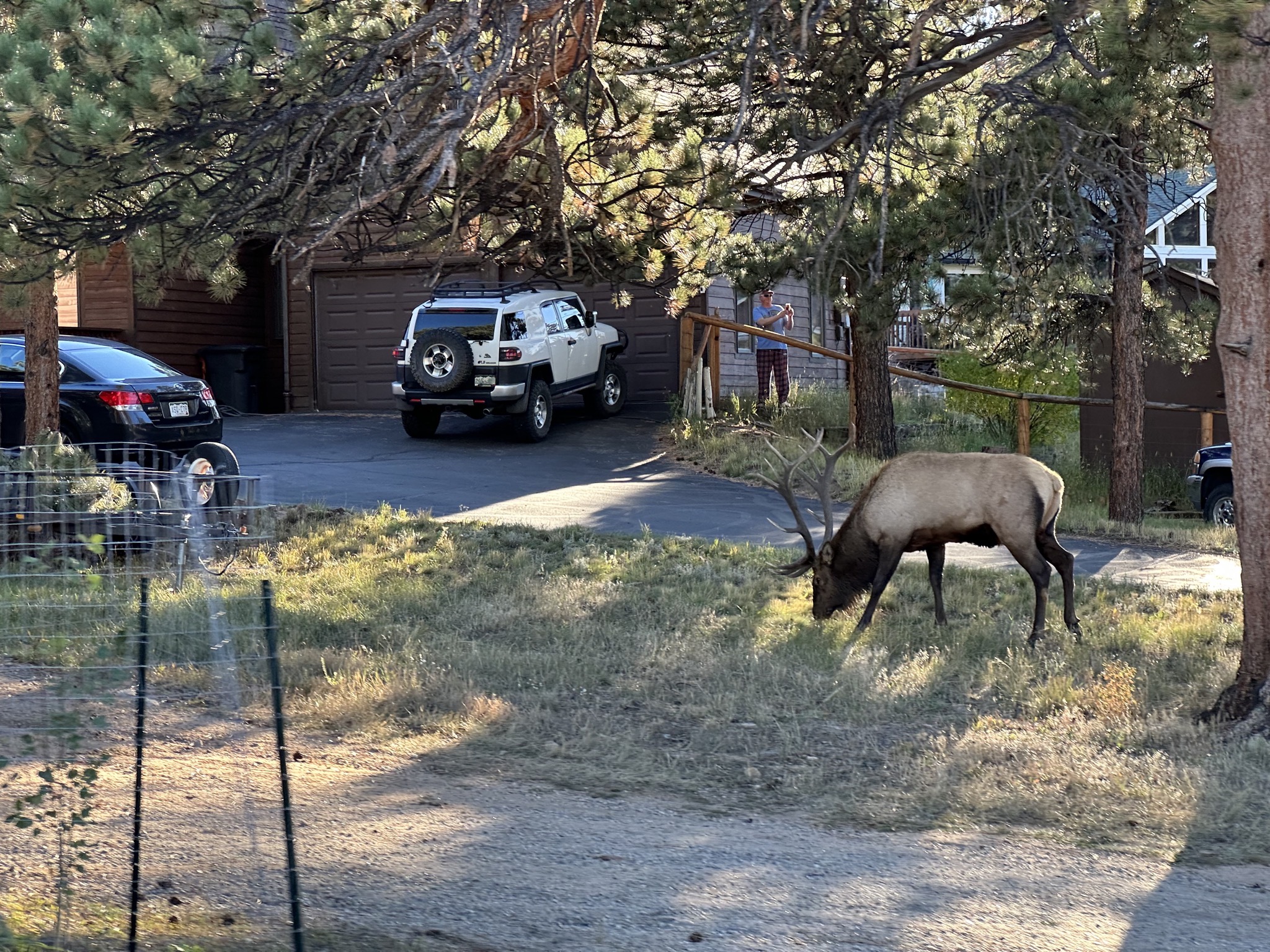 Elk