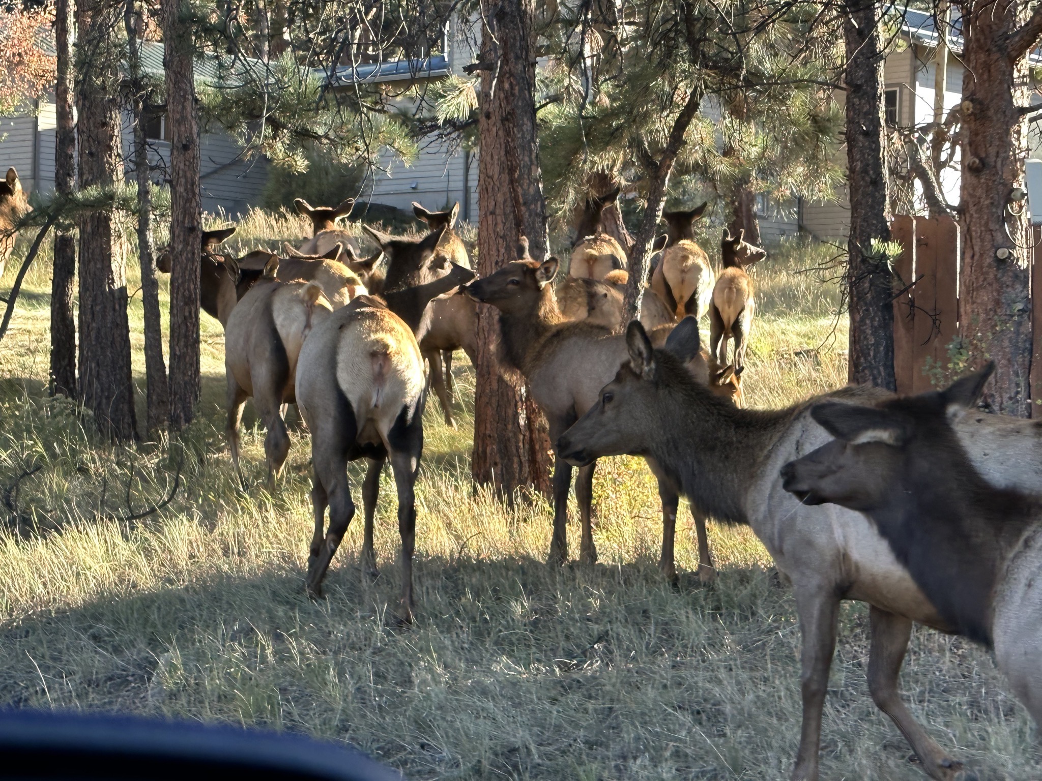 Elk