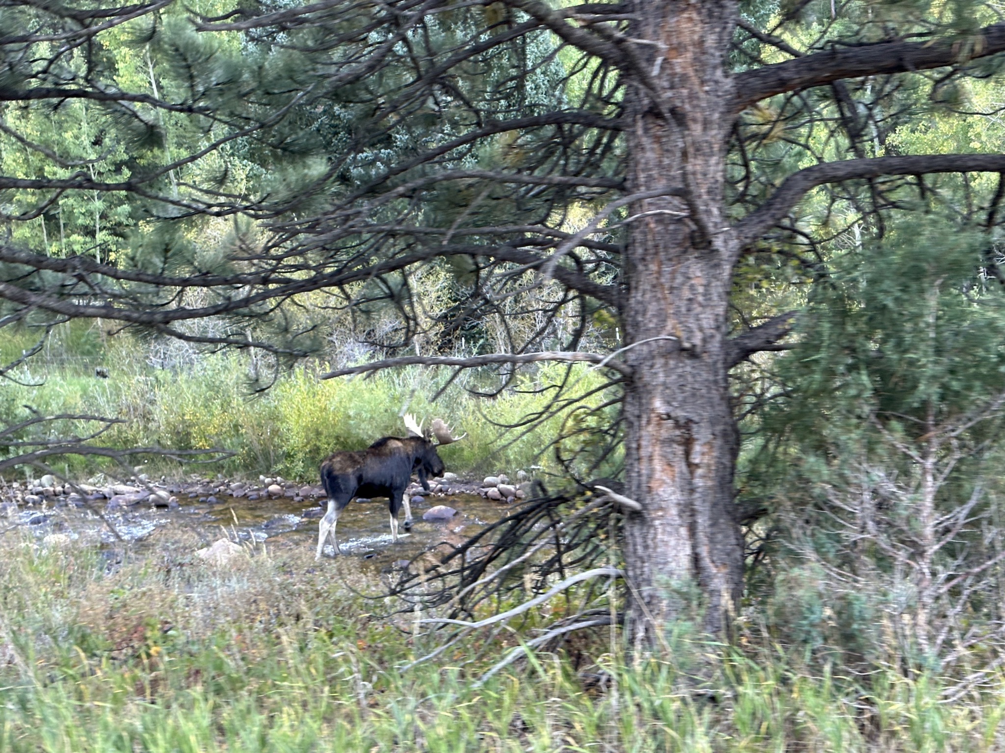 Moose