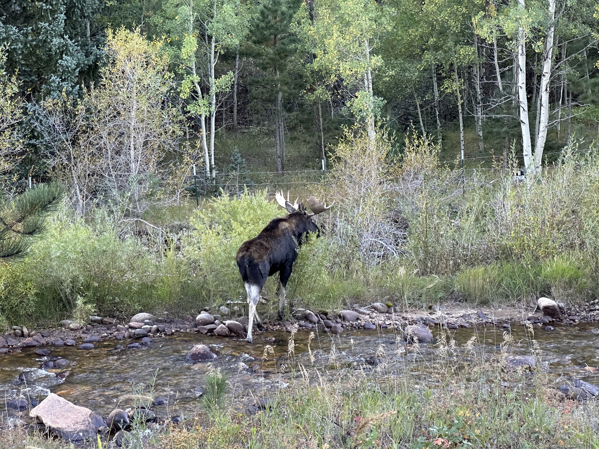 Moose