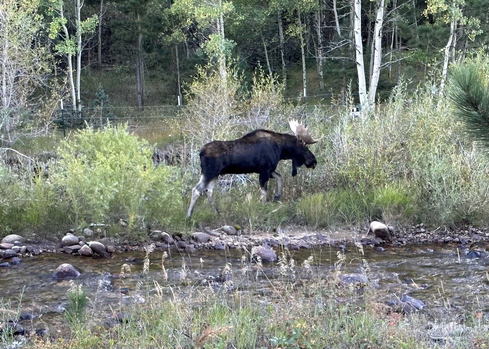 Moose