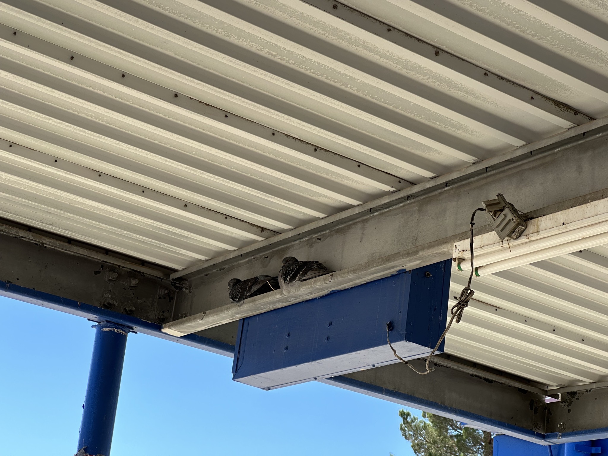 Pigeons