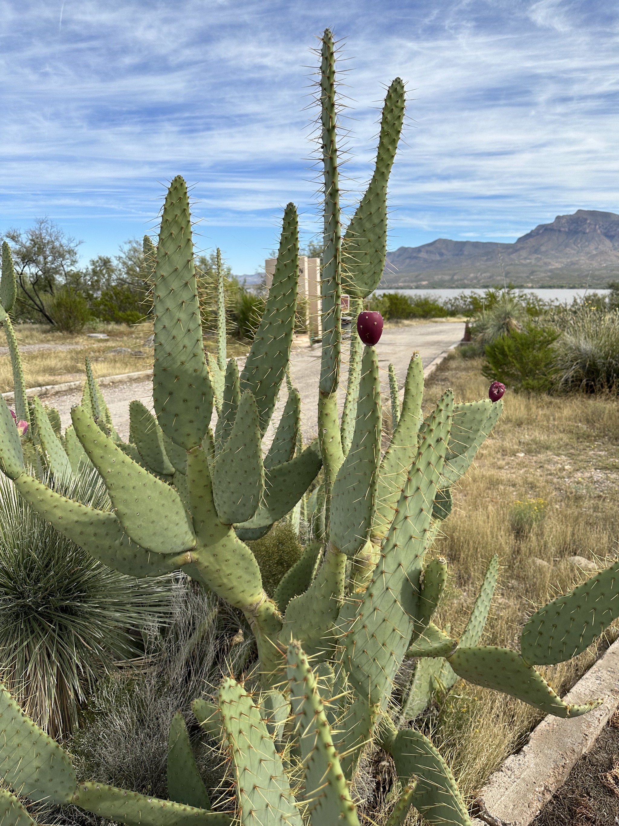 Cacti
