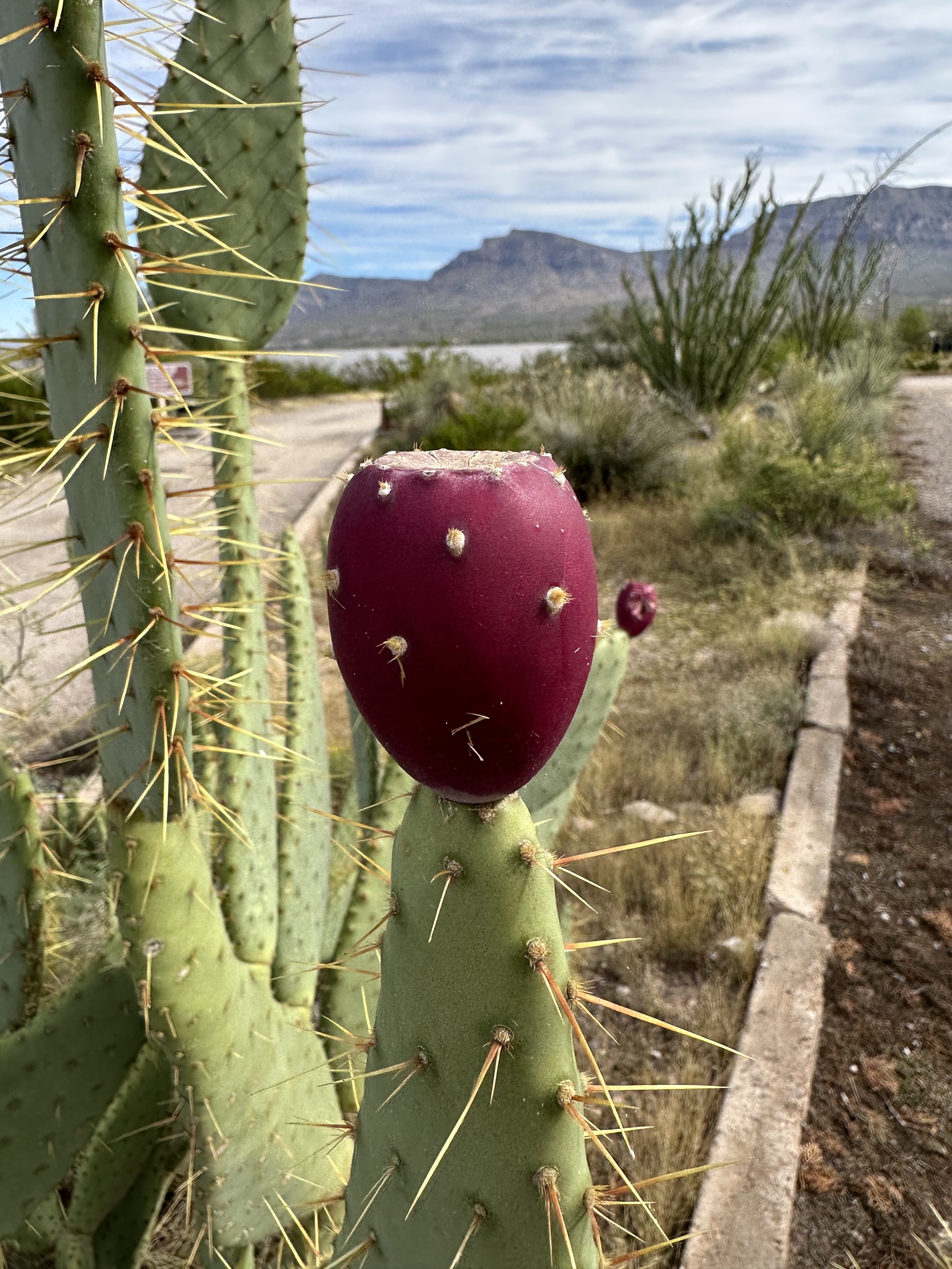 Cacti