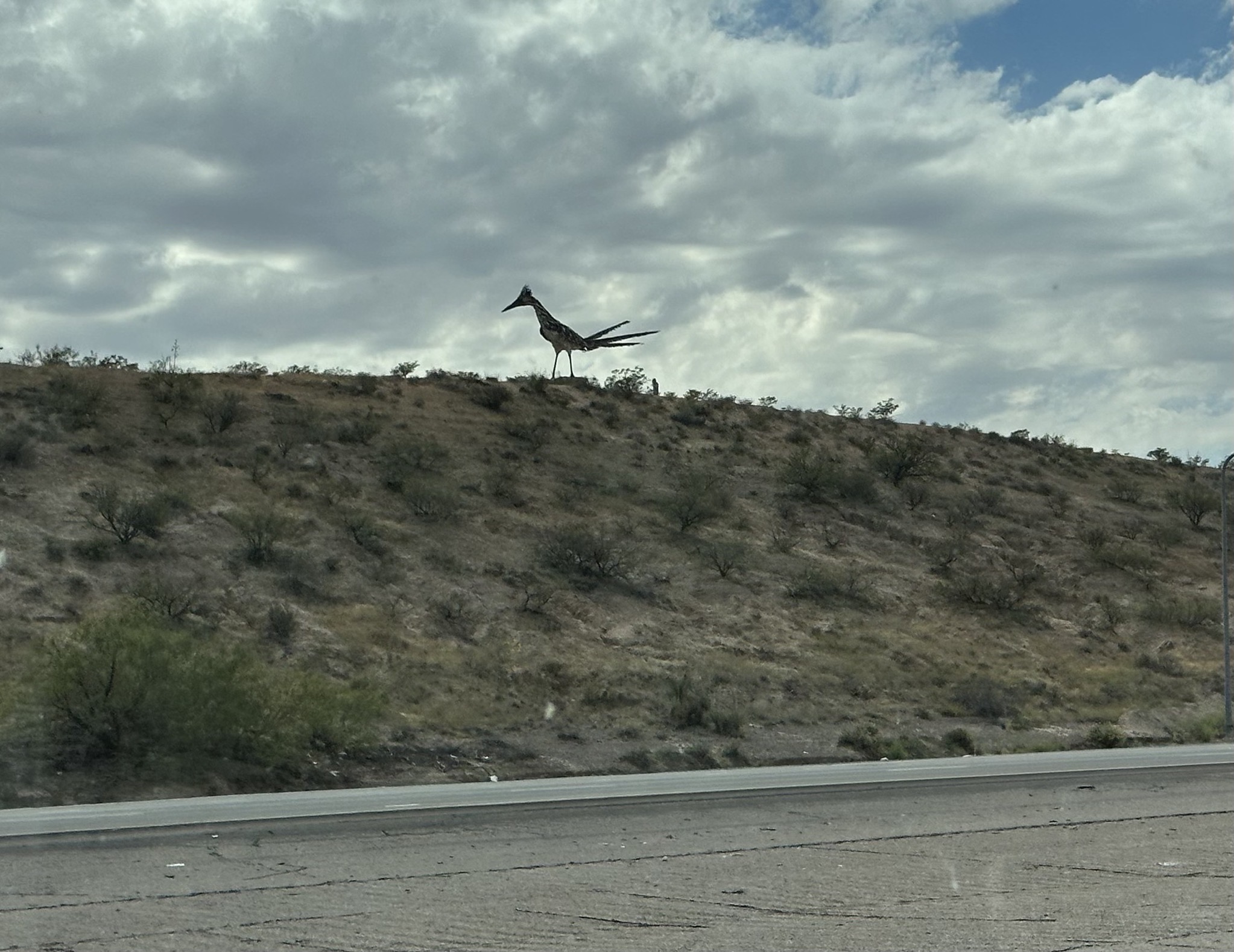 Roadrunner artwork