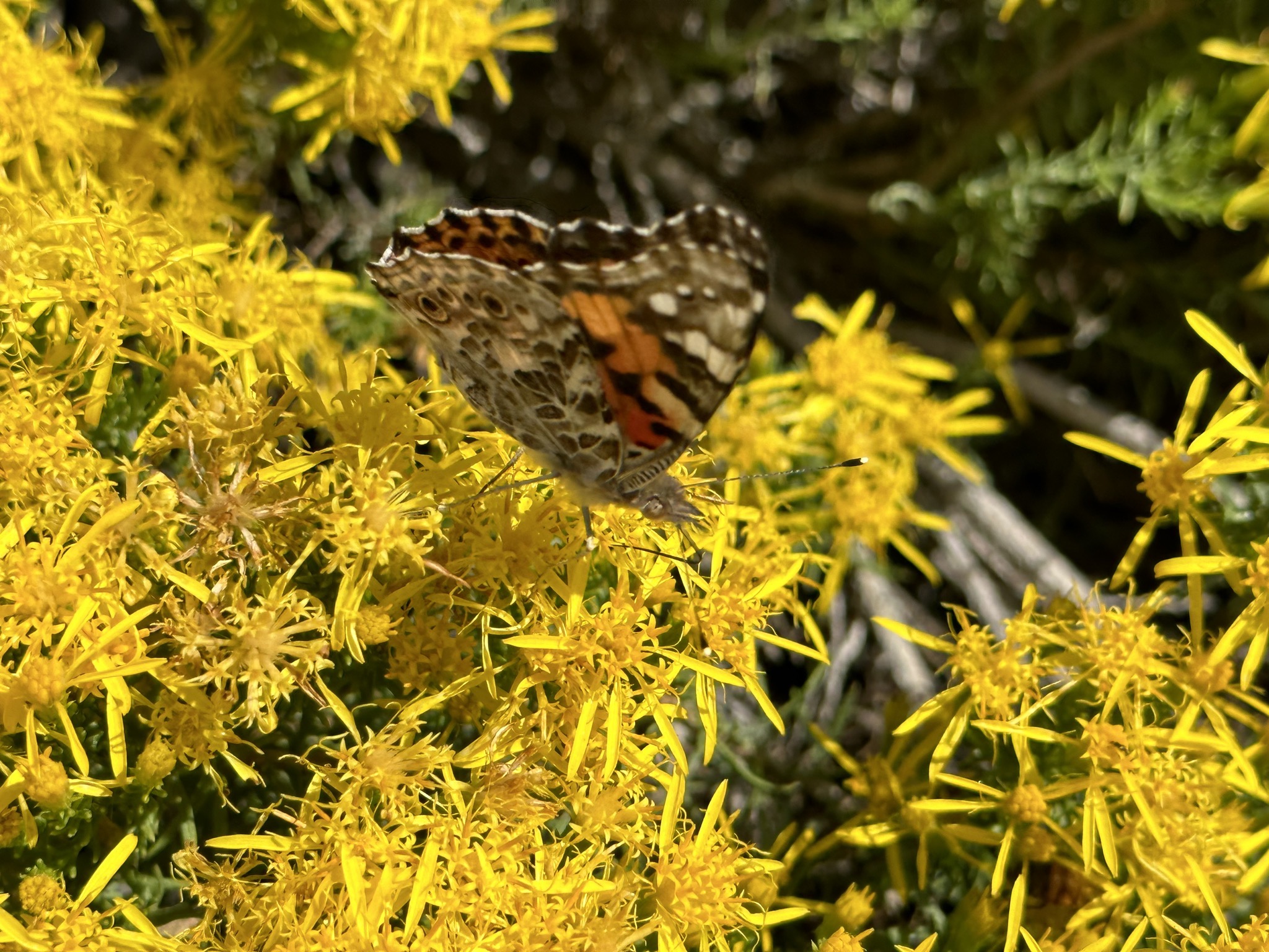 Butterfly and flowers