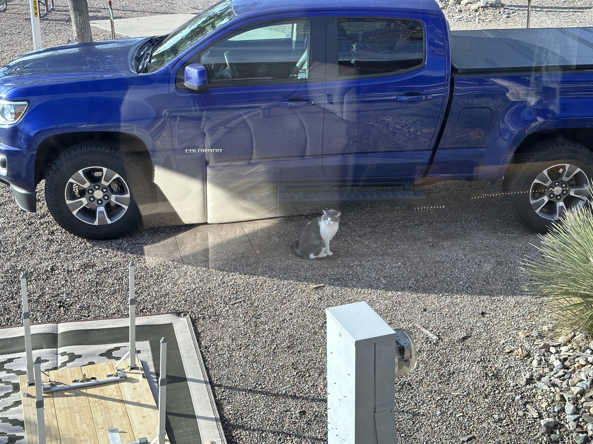 Feral cat