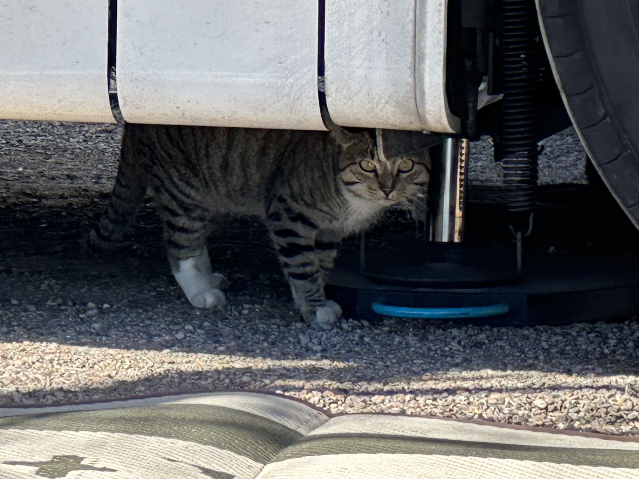 Feral cat