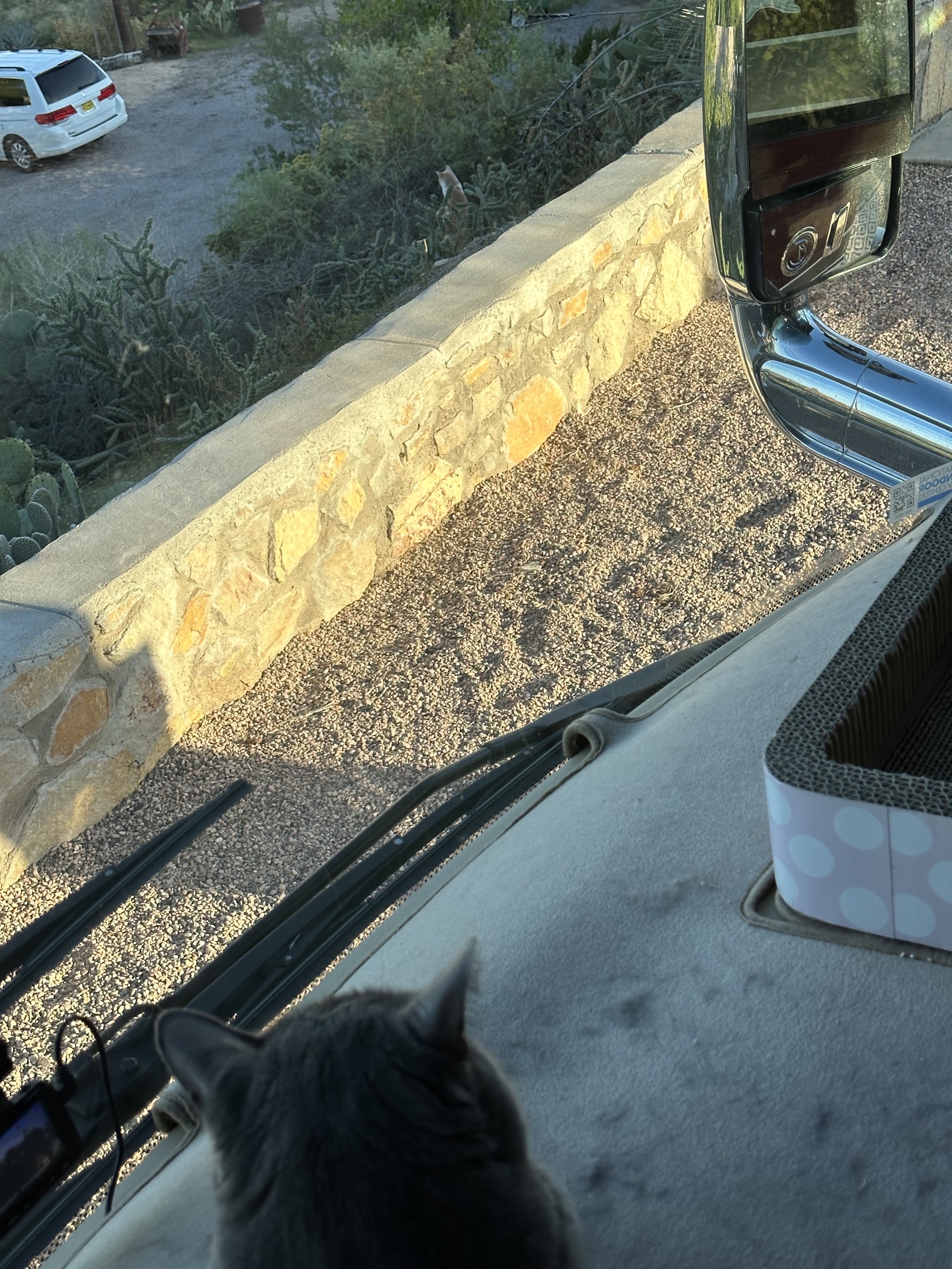 Paladin watching feral cat
