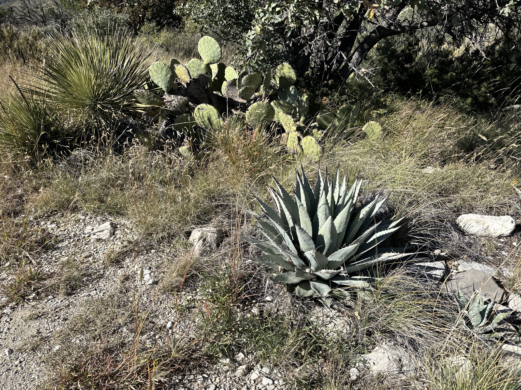 Pinery Trail