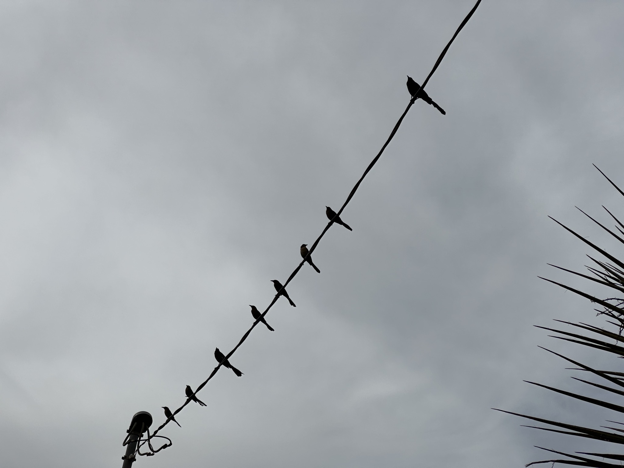 Birds on a wire