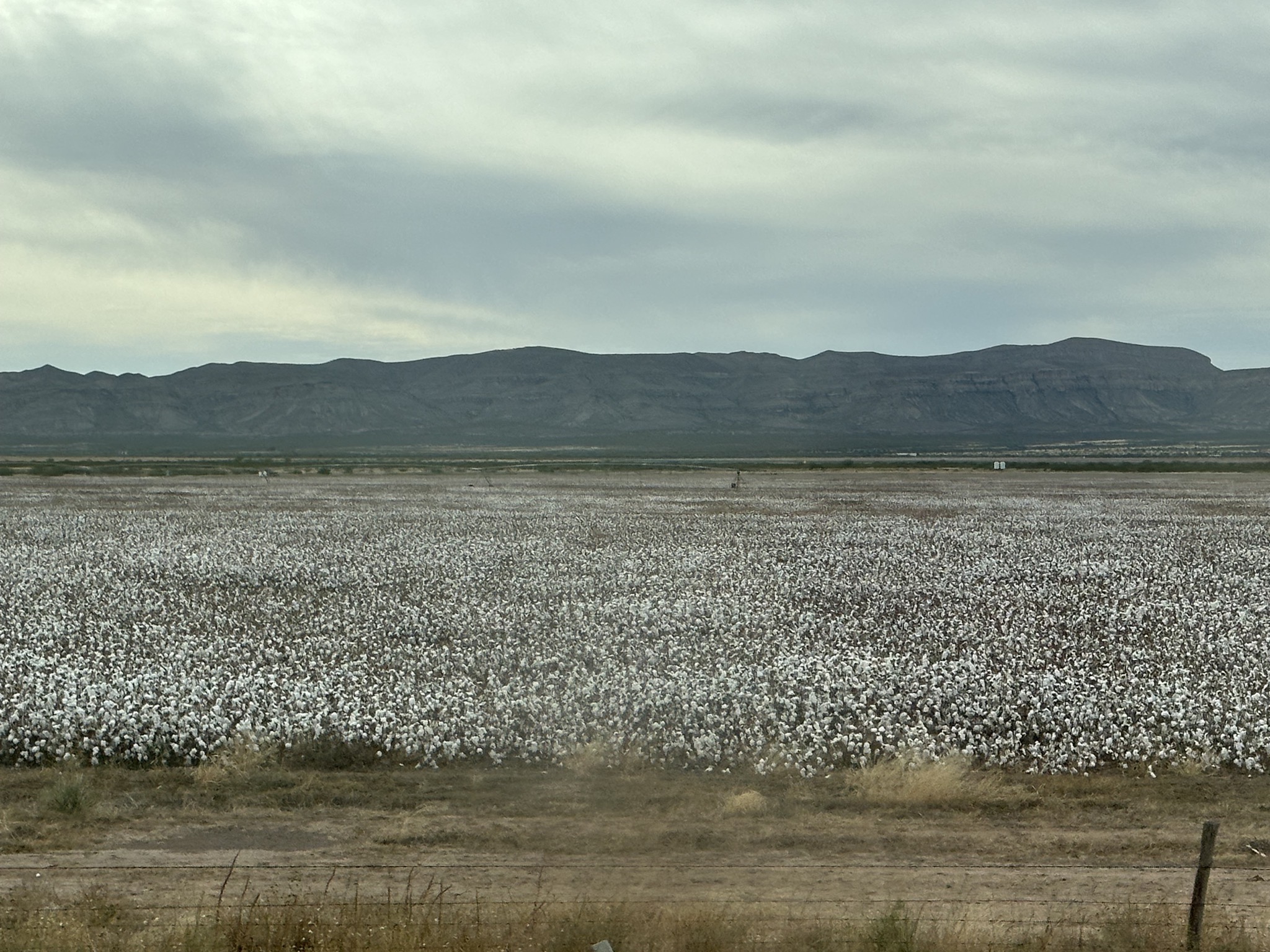 Cotton field