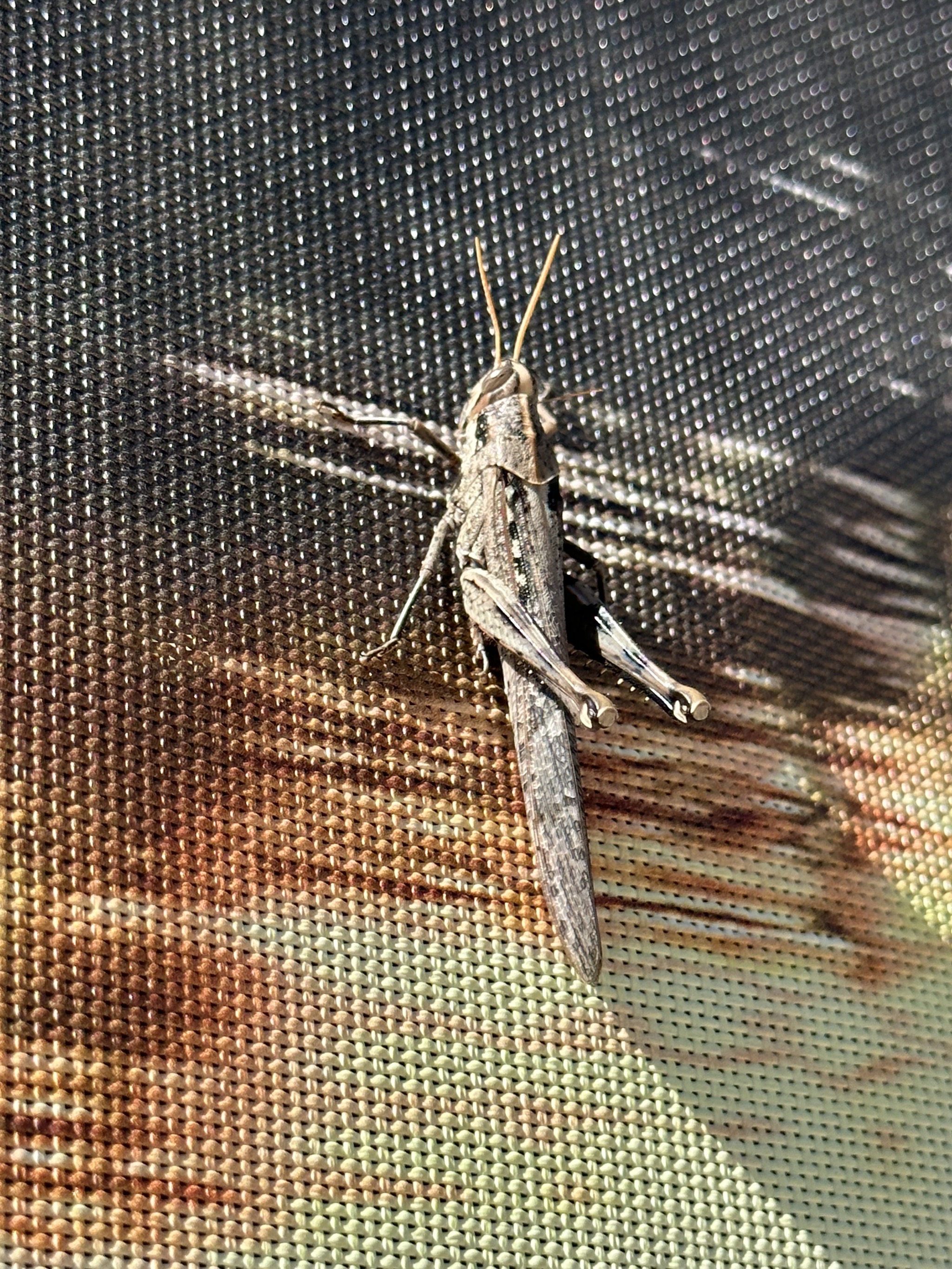 Grasshopper on Magne Shade