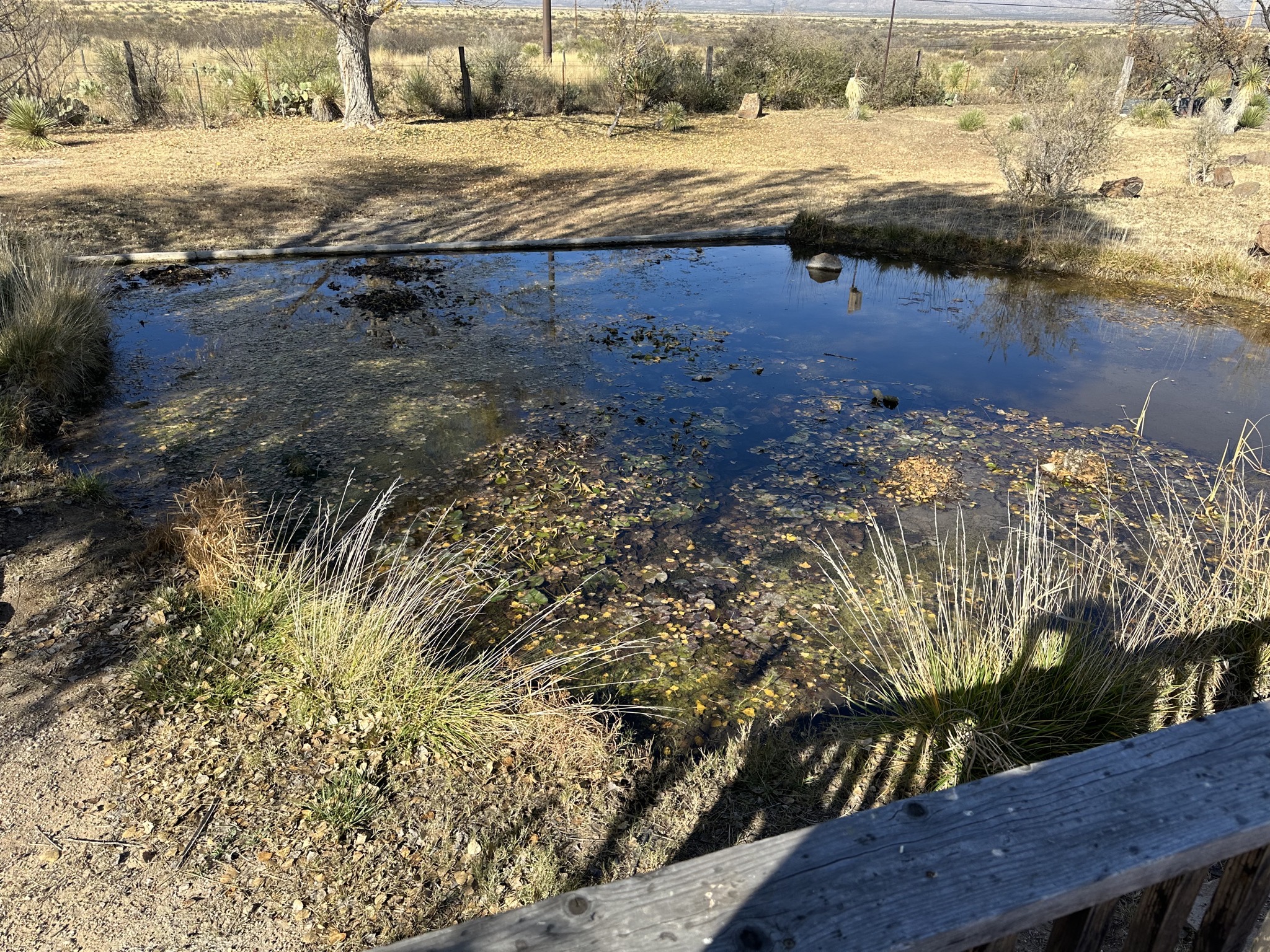 Pond