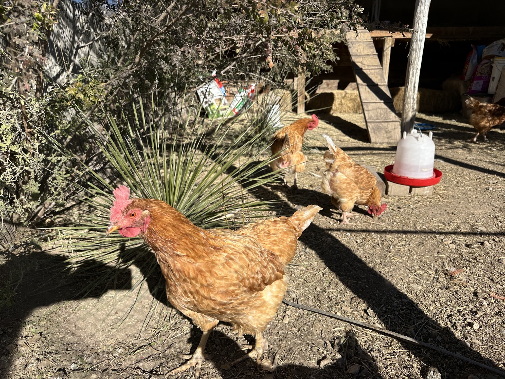 Chickens