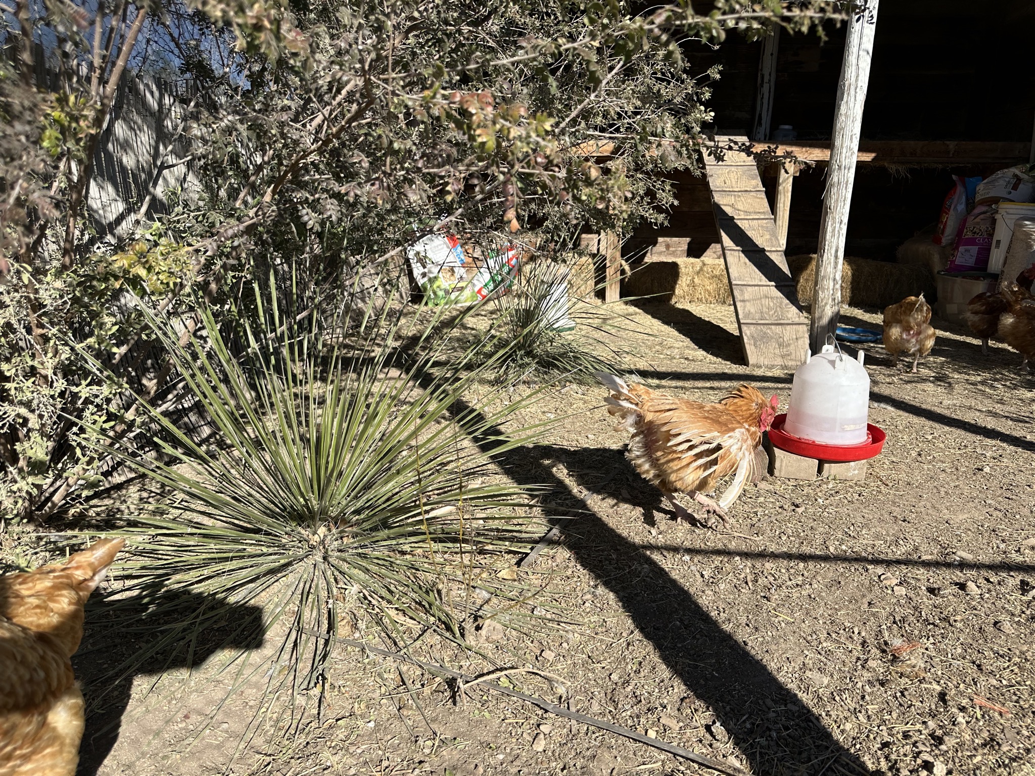 Chickens