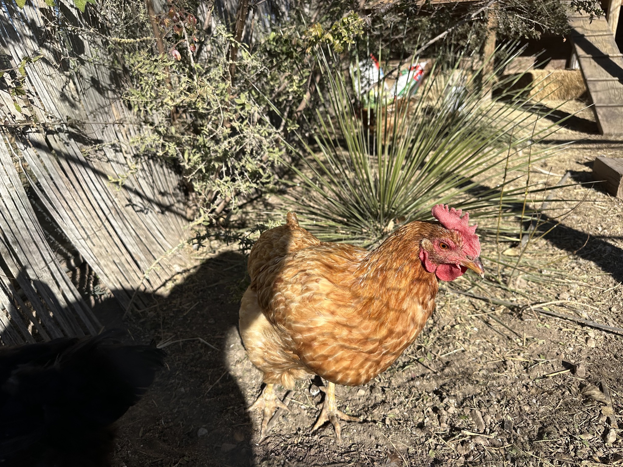 Chickens