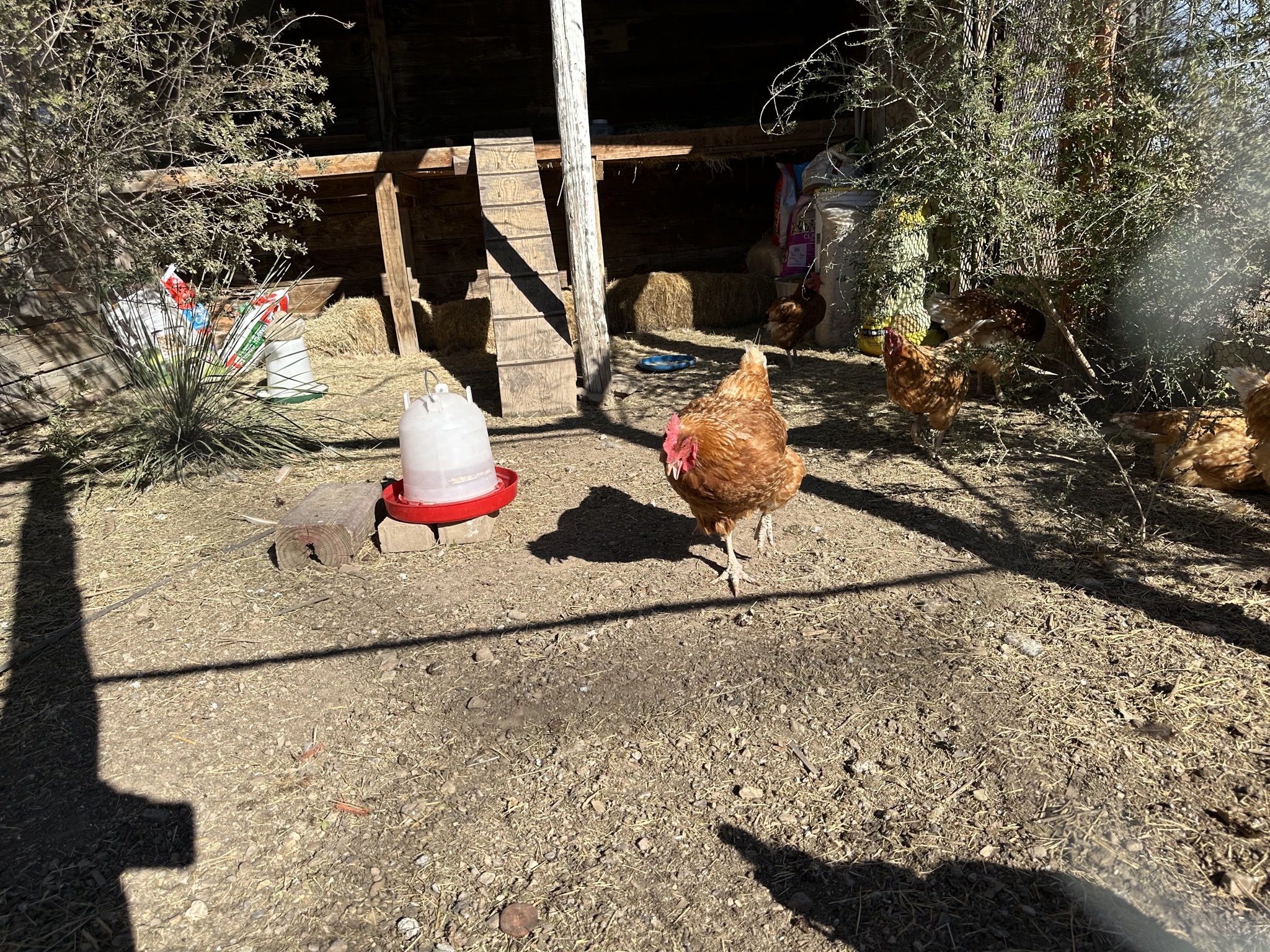 Chickens