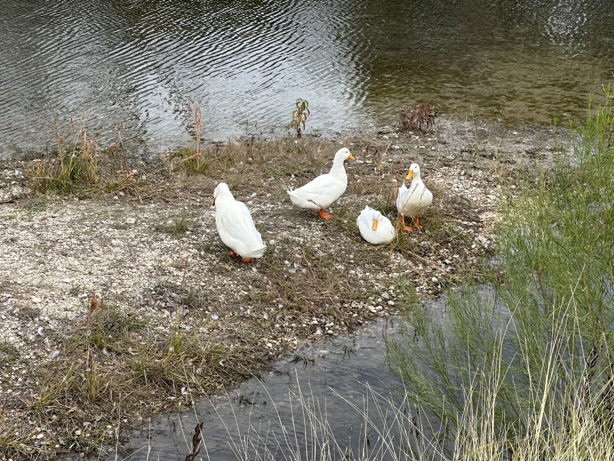Ducks