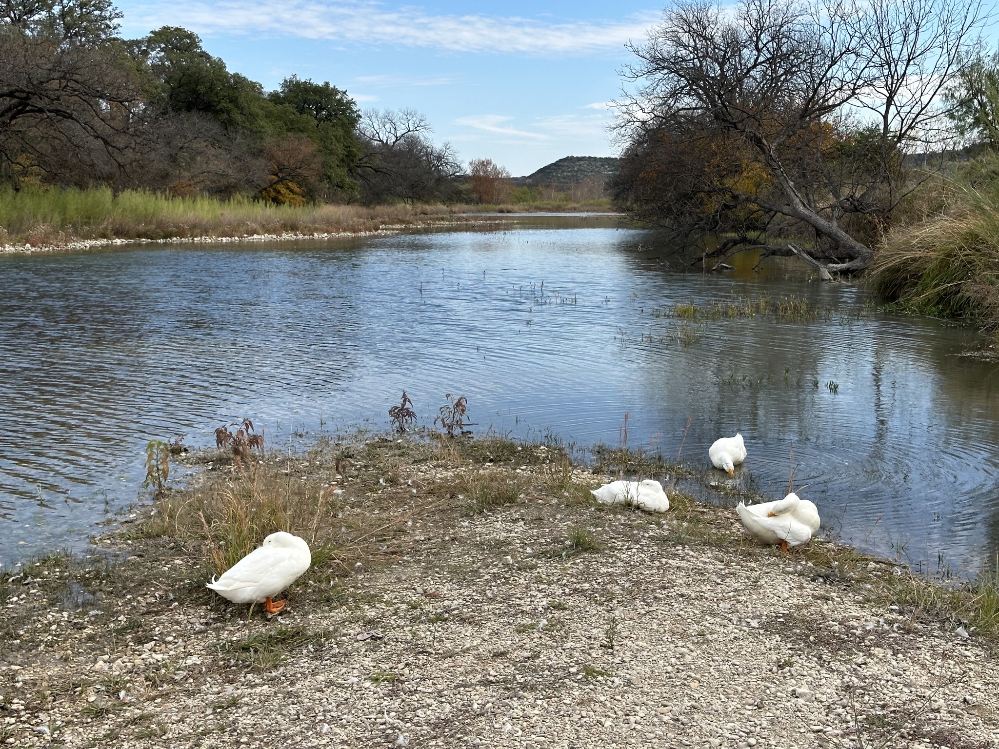 Ducks