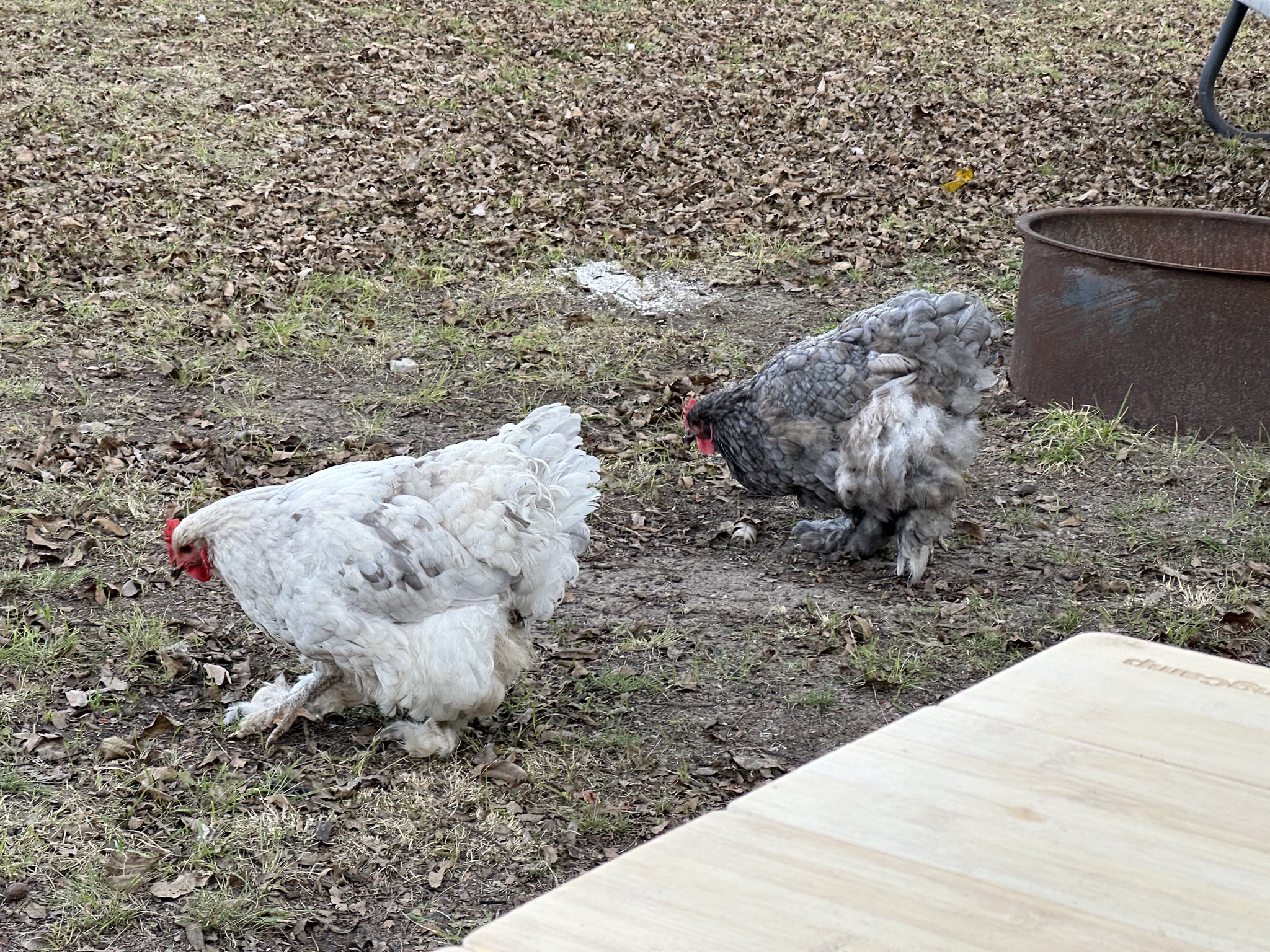 Chickens
