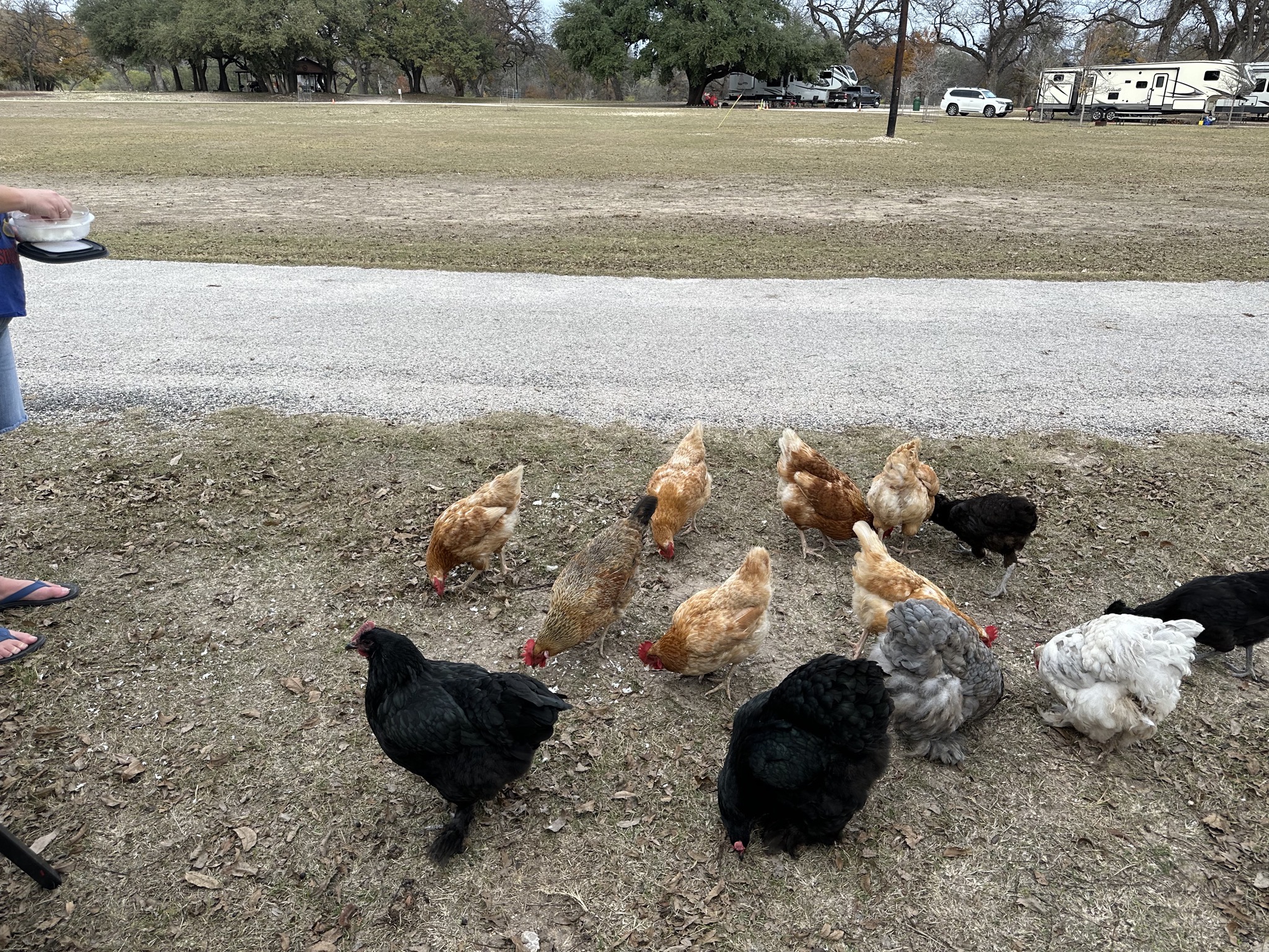 Chickens