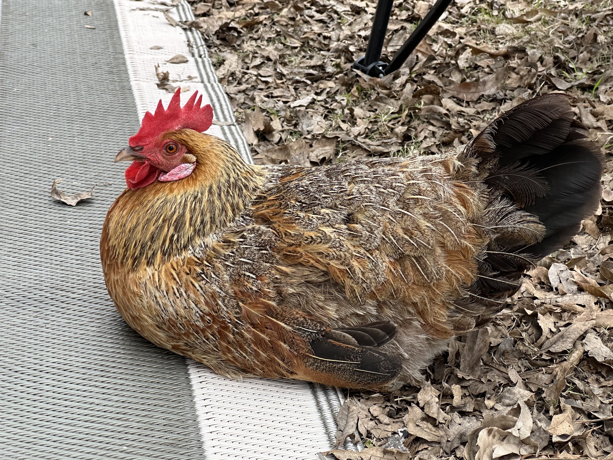 Chicken