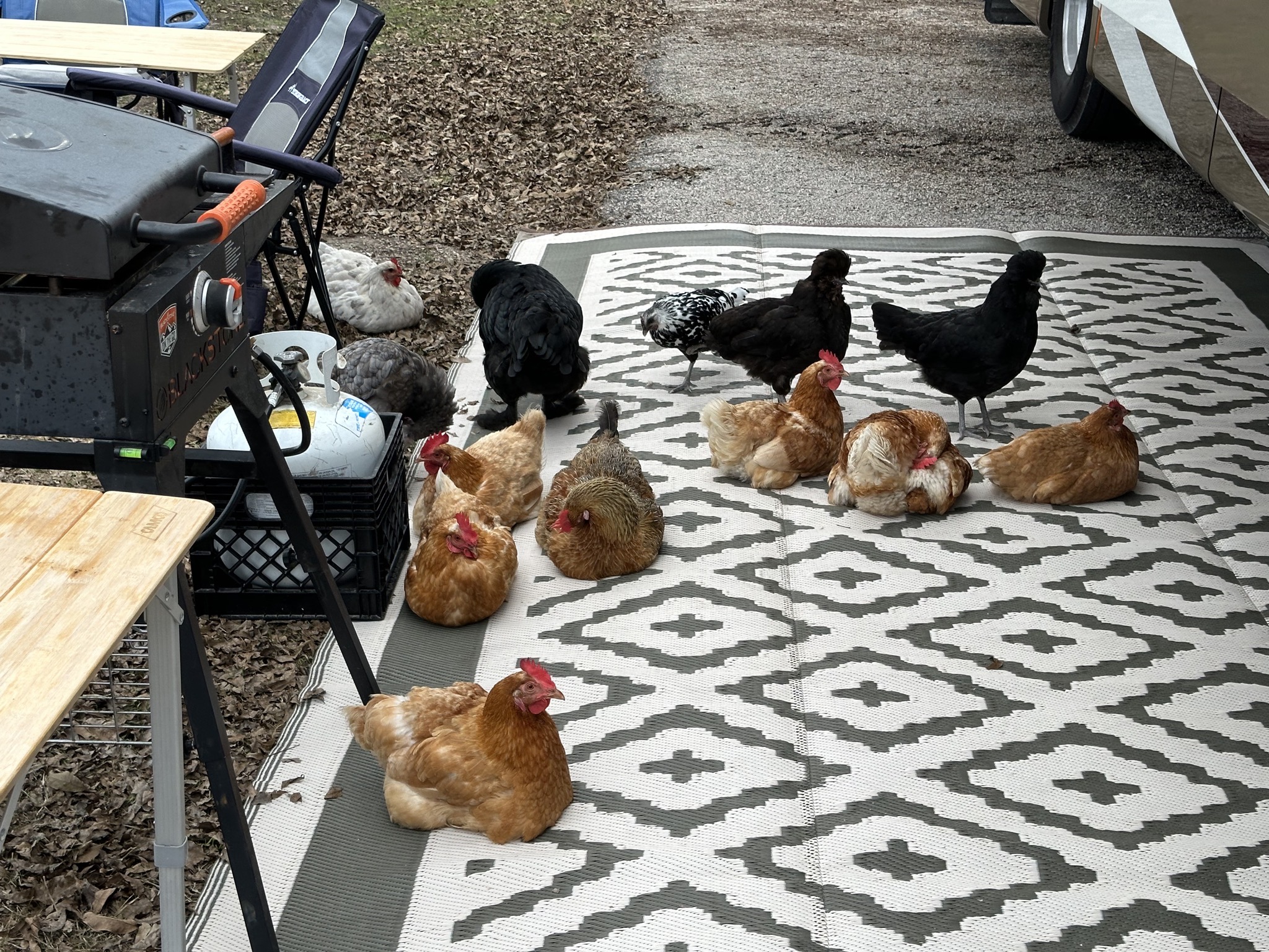 Chickens