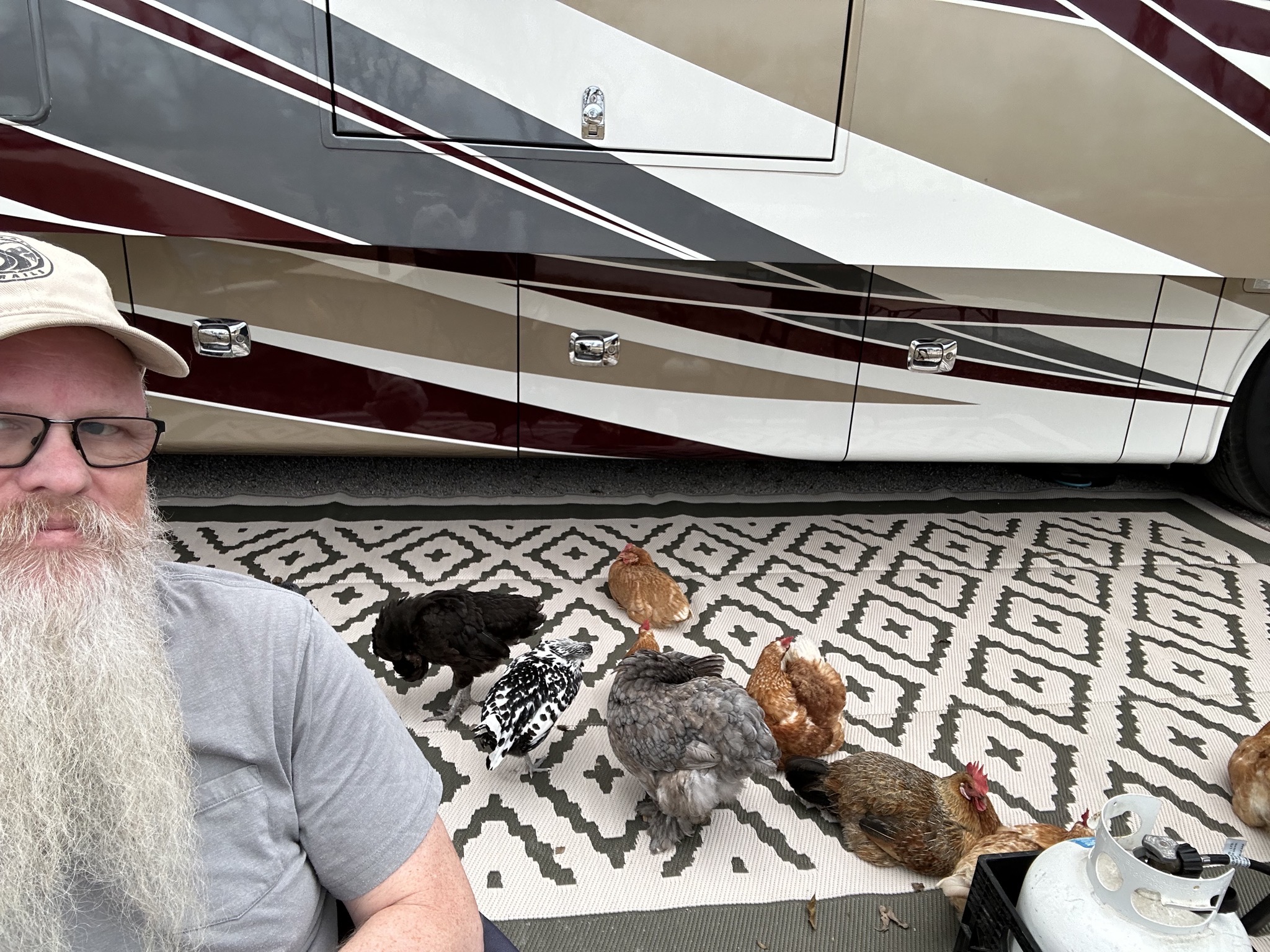 David and chickens