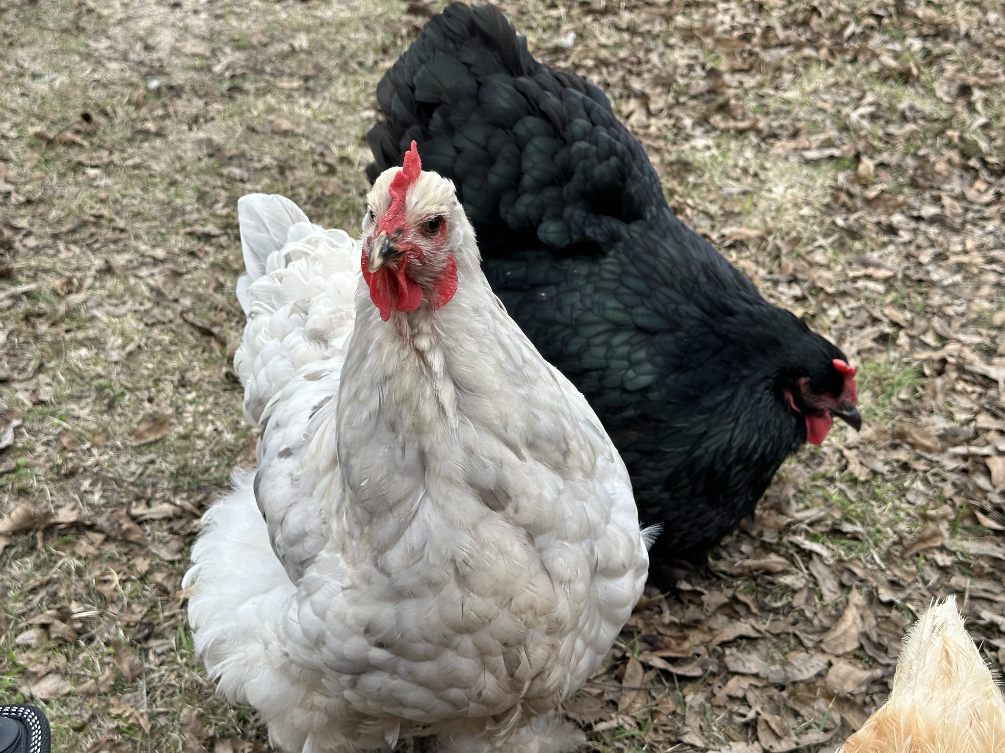 Chickens