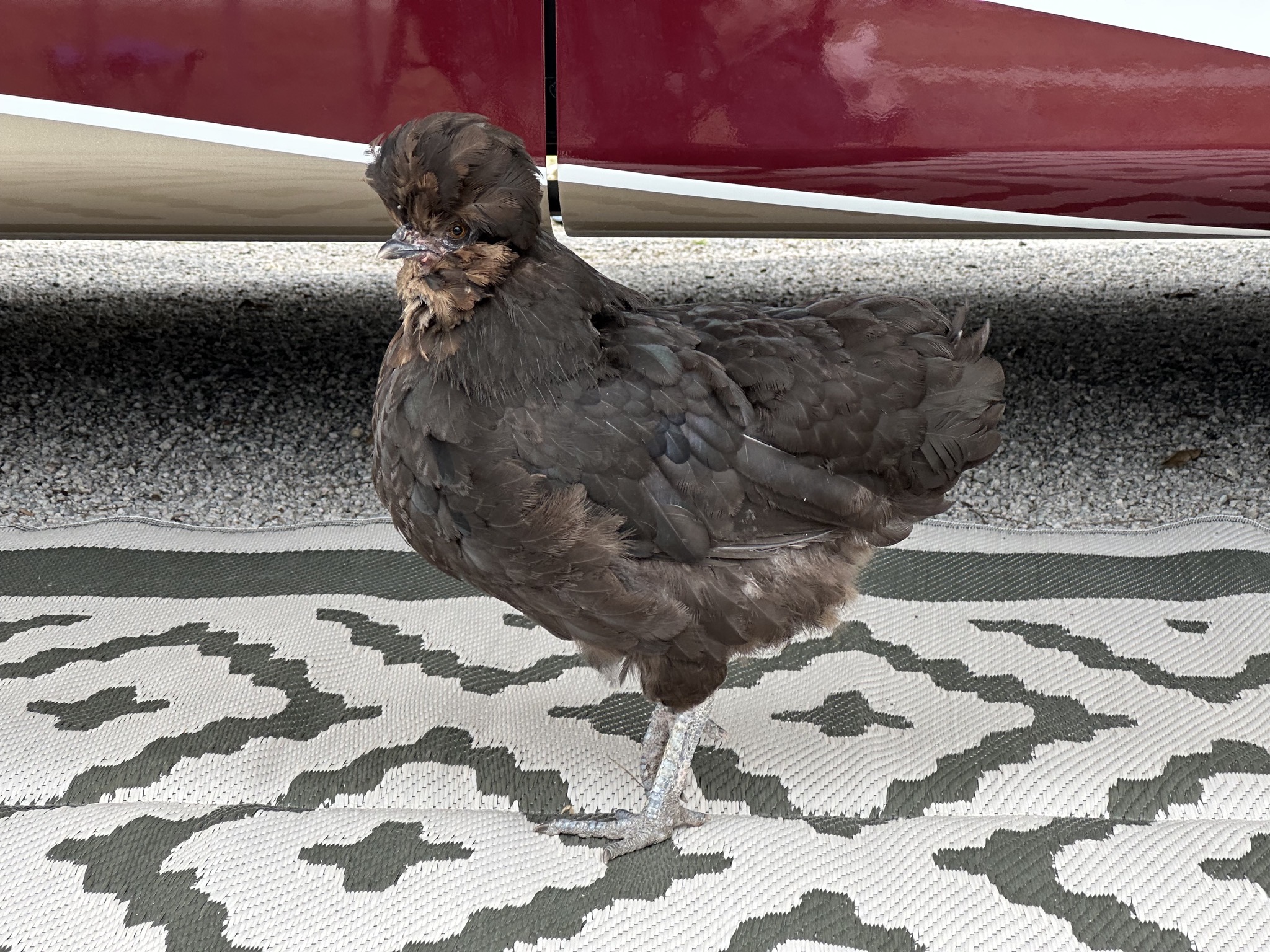 Chicken