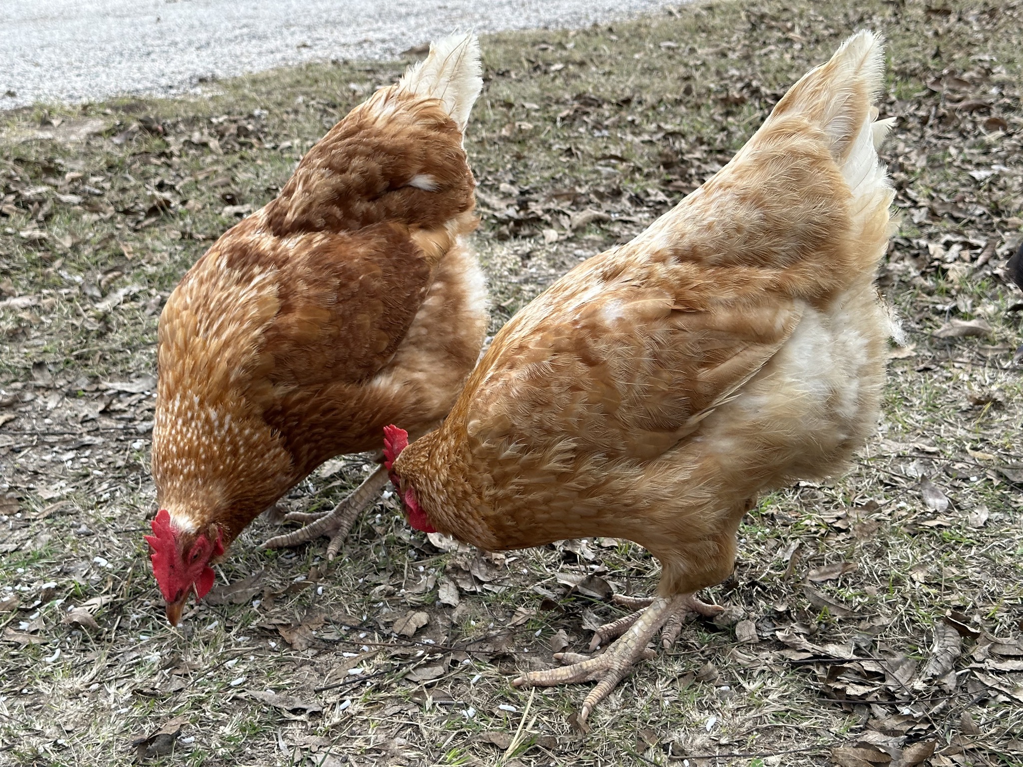 Chickens