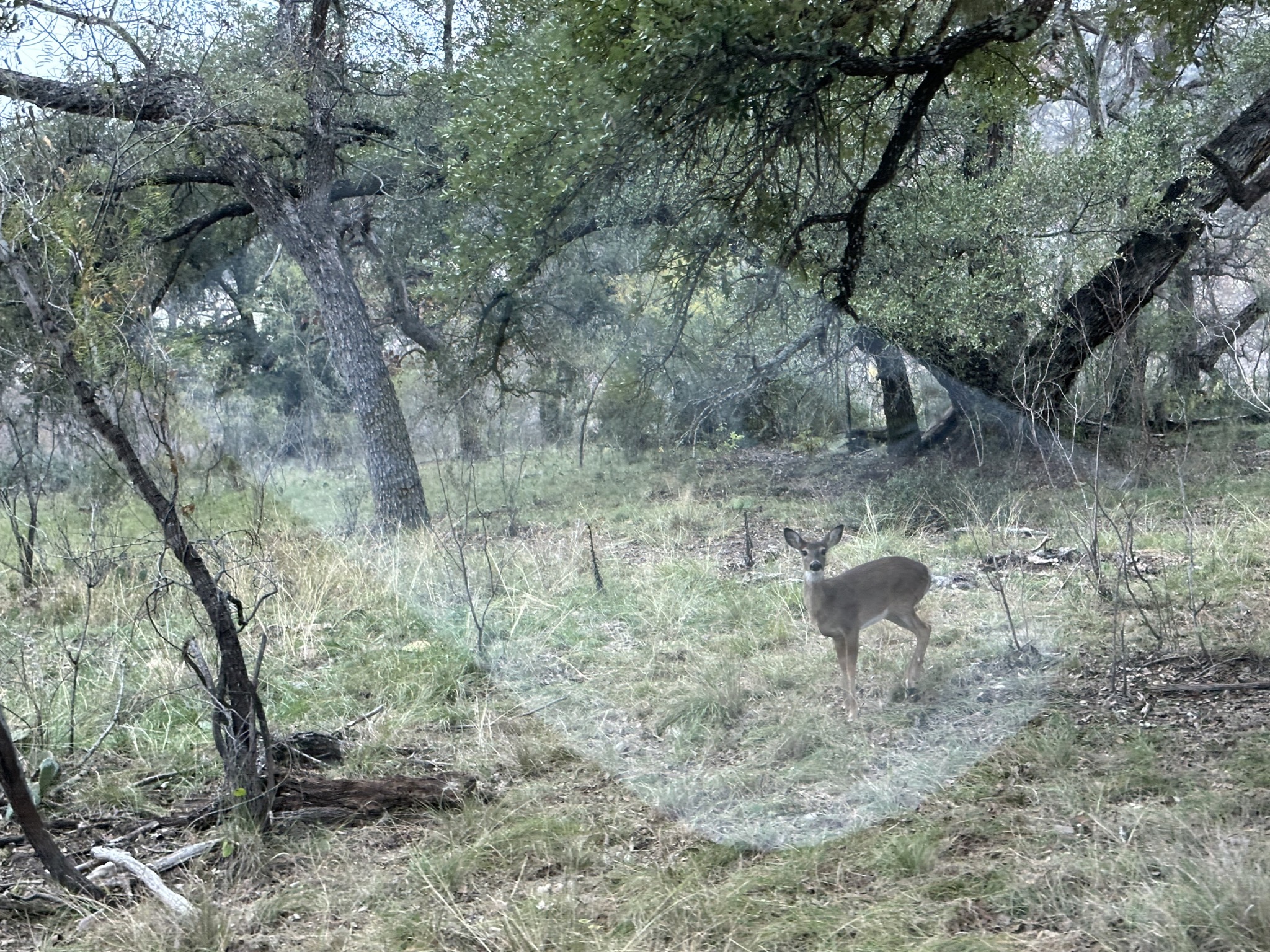 Deer
