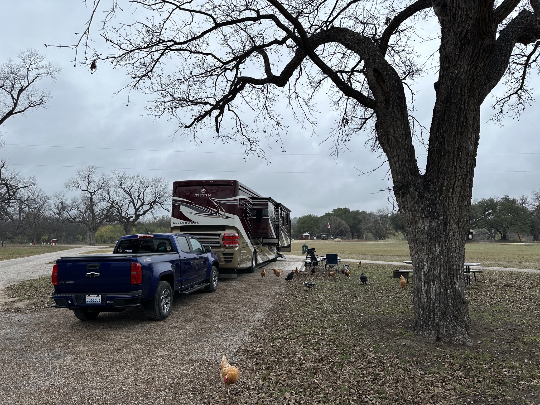 Our site, with chickens