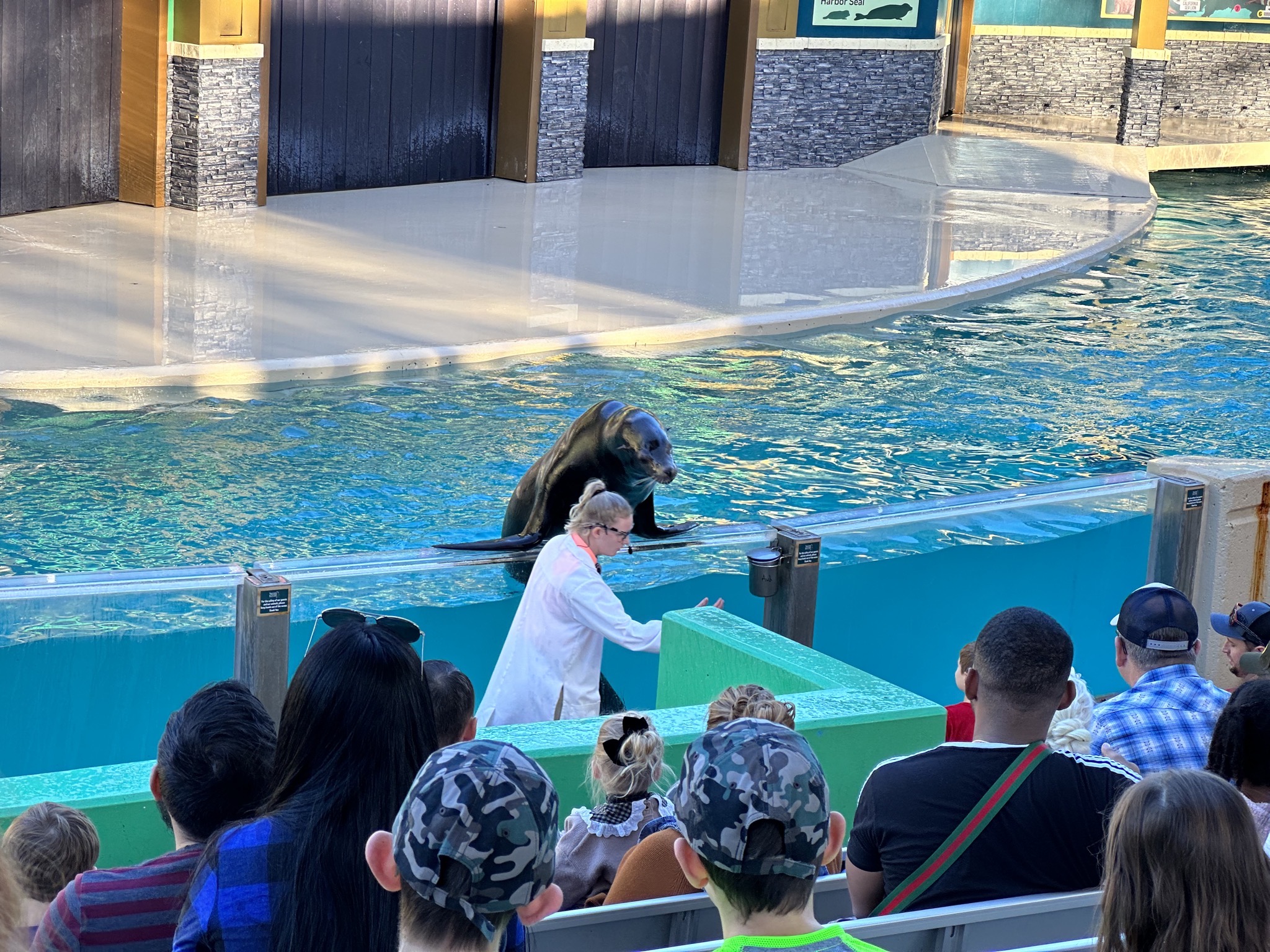 Sea lion show