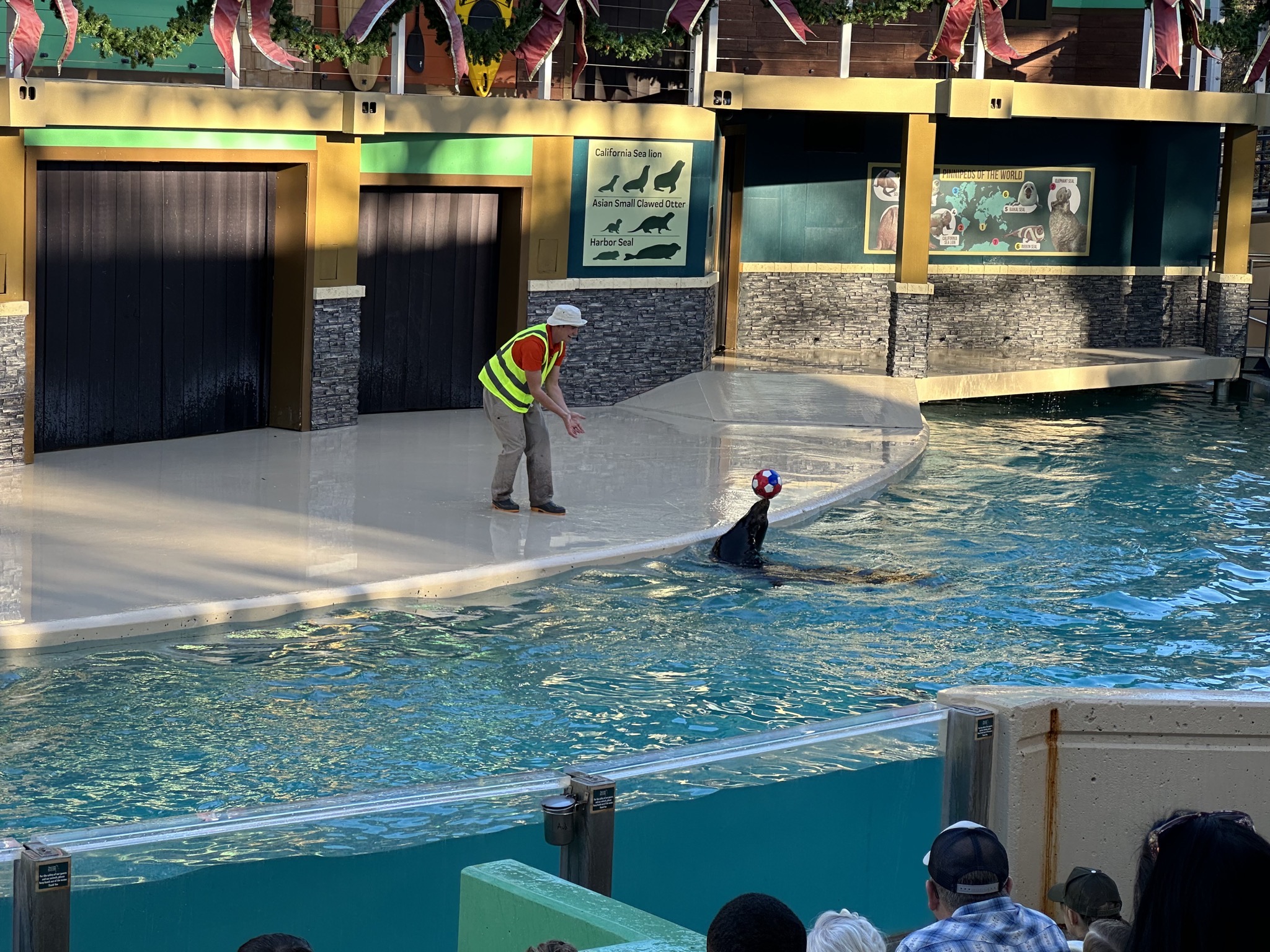 Sea lion show