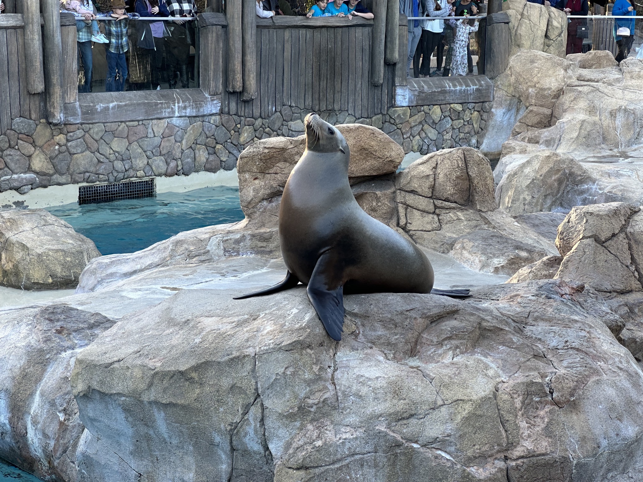 Sea lions