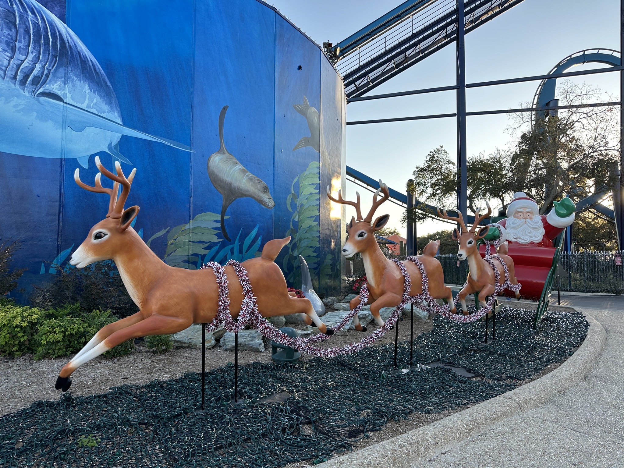 Reindeer